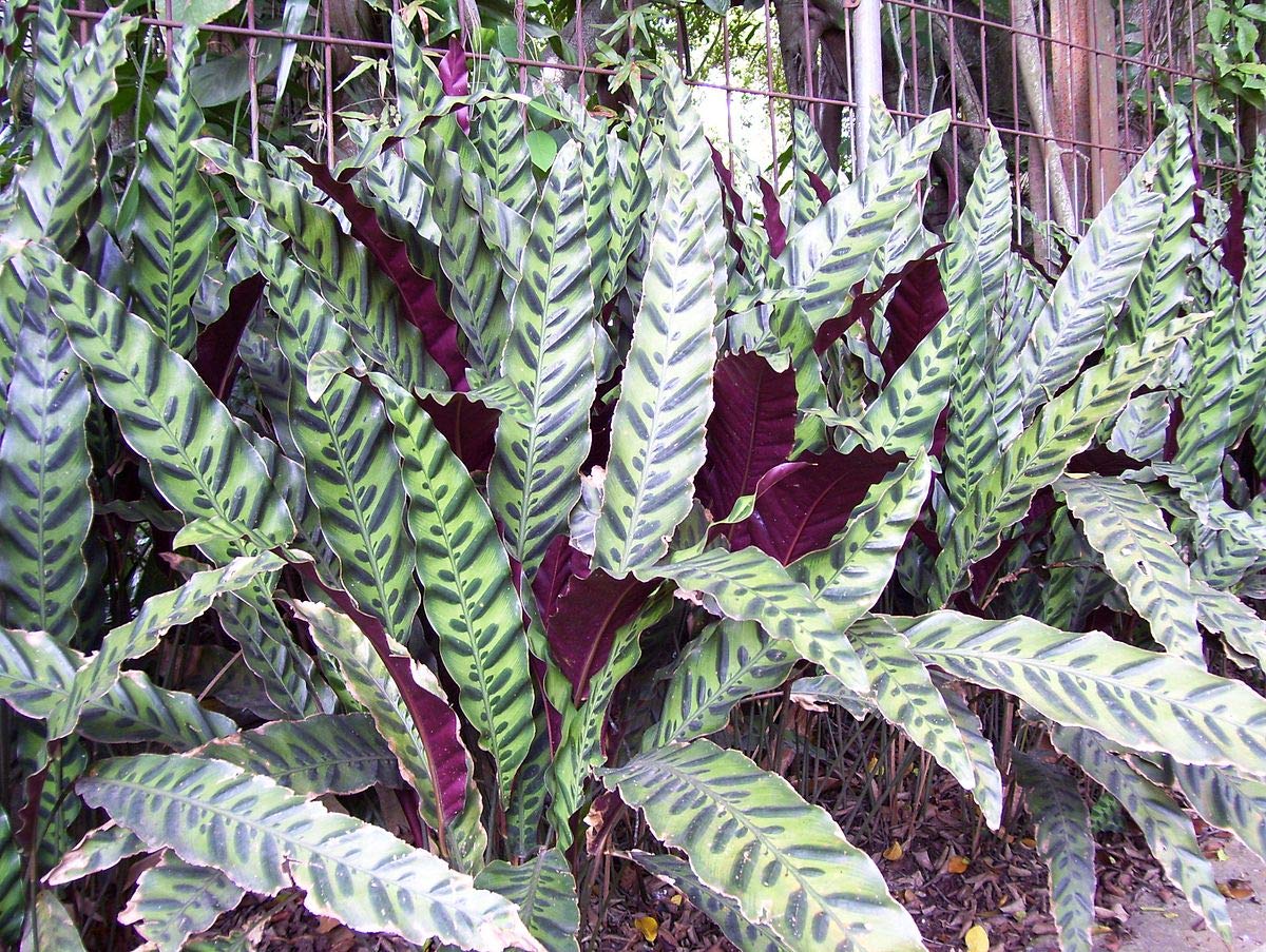 Rattlesnake Calathea (Calathea Lancifolia) - 5 Live Plants in 6 Inch Pots - Easy to Grow Air Purifying Indoor Houseplant - Perfect for Home, Office, and Low Light Spaces