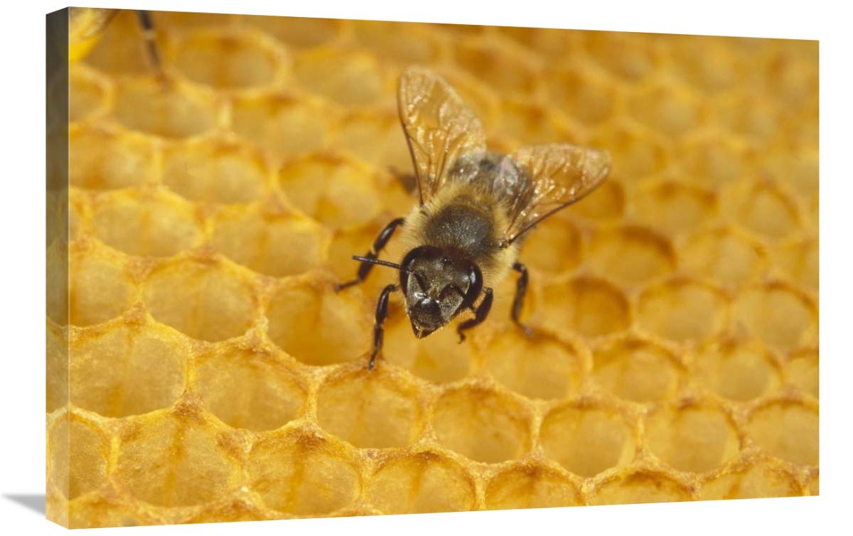 20 x 30 Inch Honey Bee on Honeycomb Art Print by Konrad Wothe - German Nature Photography - Wall Decor for Living Room, Bedroom & Office