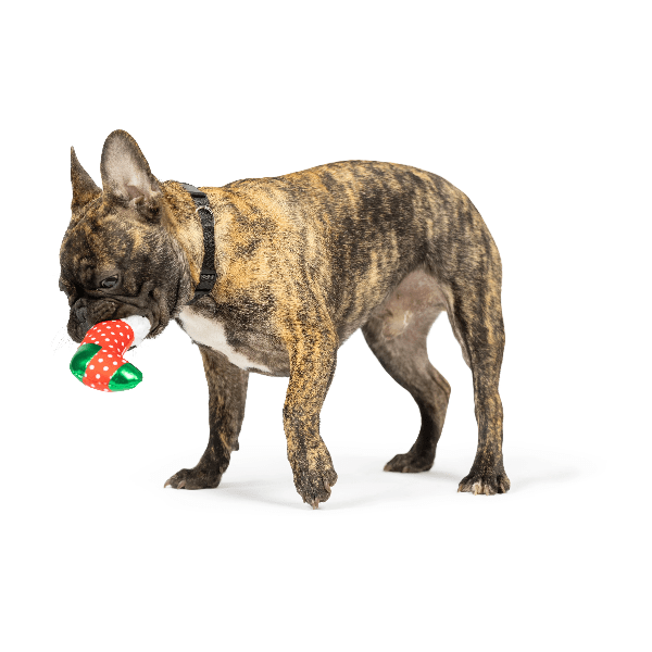 Premium Huxley & Kent Tiny Tuff Ugly Sweater Dog Toy - Durable Chew Toy for Small & Medium Dogs - Perfect for Christmas Parties, Pet Birthdays & Playtime