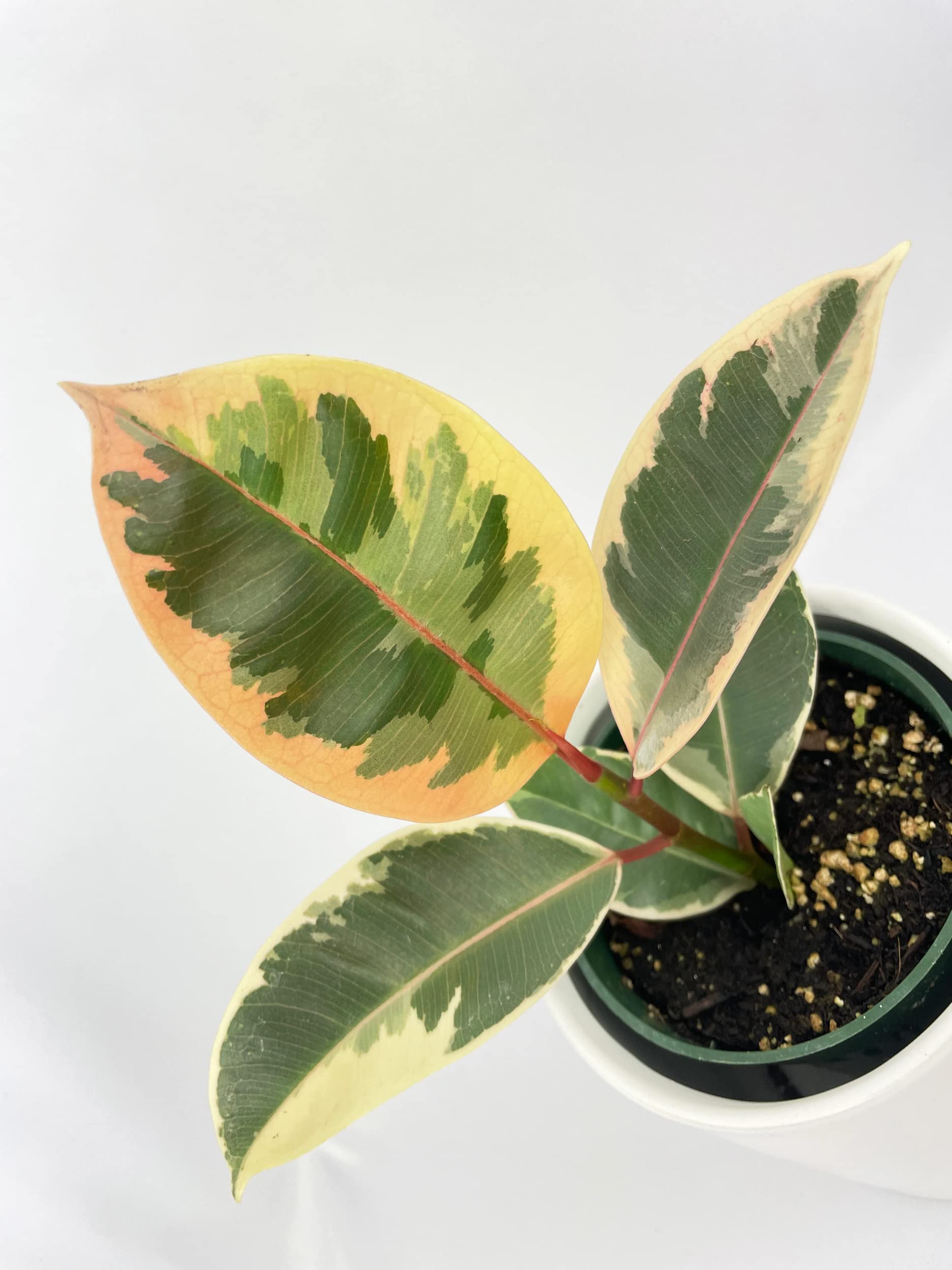 Bumble Plants Ficus Elastica Tineke Variegated Rubber Tree - Live House Plant in Nursery Pot for Home & Office Decor, Indoor Air Purifying Plant, Perfect Gift for Plant Lovers
