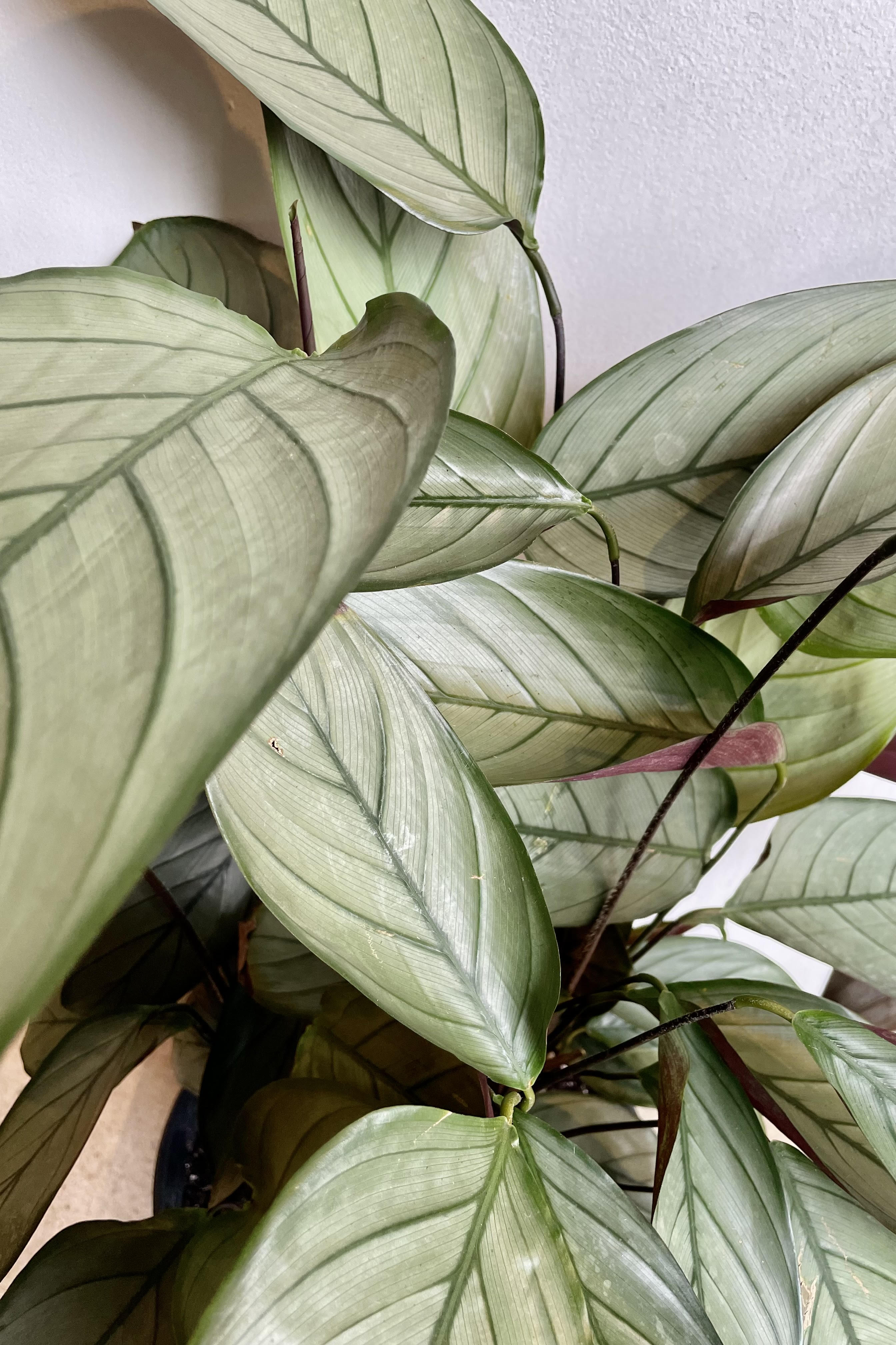 Ctenanthe setosa 'Silver Star' - 10