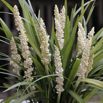 Monroe White Lily Turf Plants - 25 Pots (3.5 Inch Square) - Liriope Border Grass for Landscaping & Garden Edging | Perfect for Pathways, Ground Cover & Shade Gardens