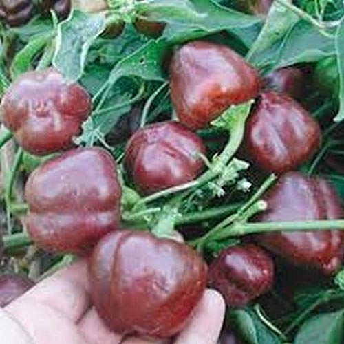 Organic Mini Chocolate Sweet Bell Pepper Seeds - Non-GMO, Heirloom Variety for Home Garden, Salads, Stuffing & Cooking (100 Seeds) | Perfect for Container Gardening, Urban Farming & Healthy Recipes