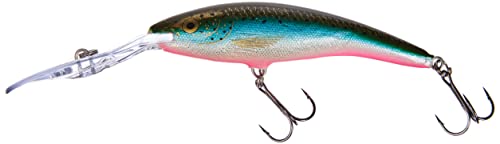 Rainbow trout