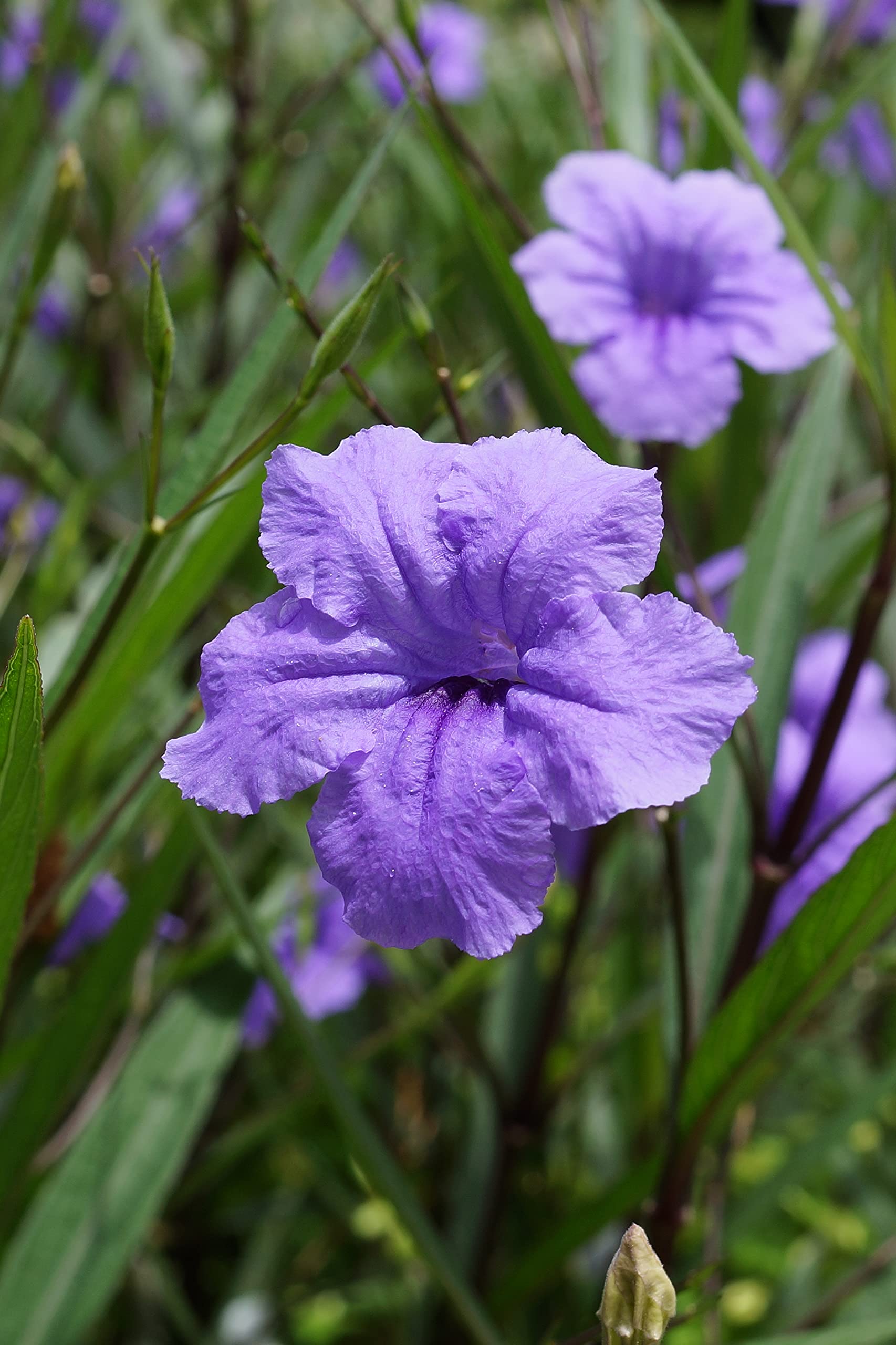 6 Mexican Petunia Plants - Ruellia Brittoniana Purple Flowering Perennial | Well-Rooted Live Ornamental Plants for Garden Borders, Landscaping & Container Gardening