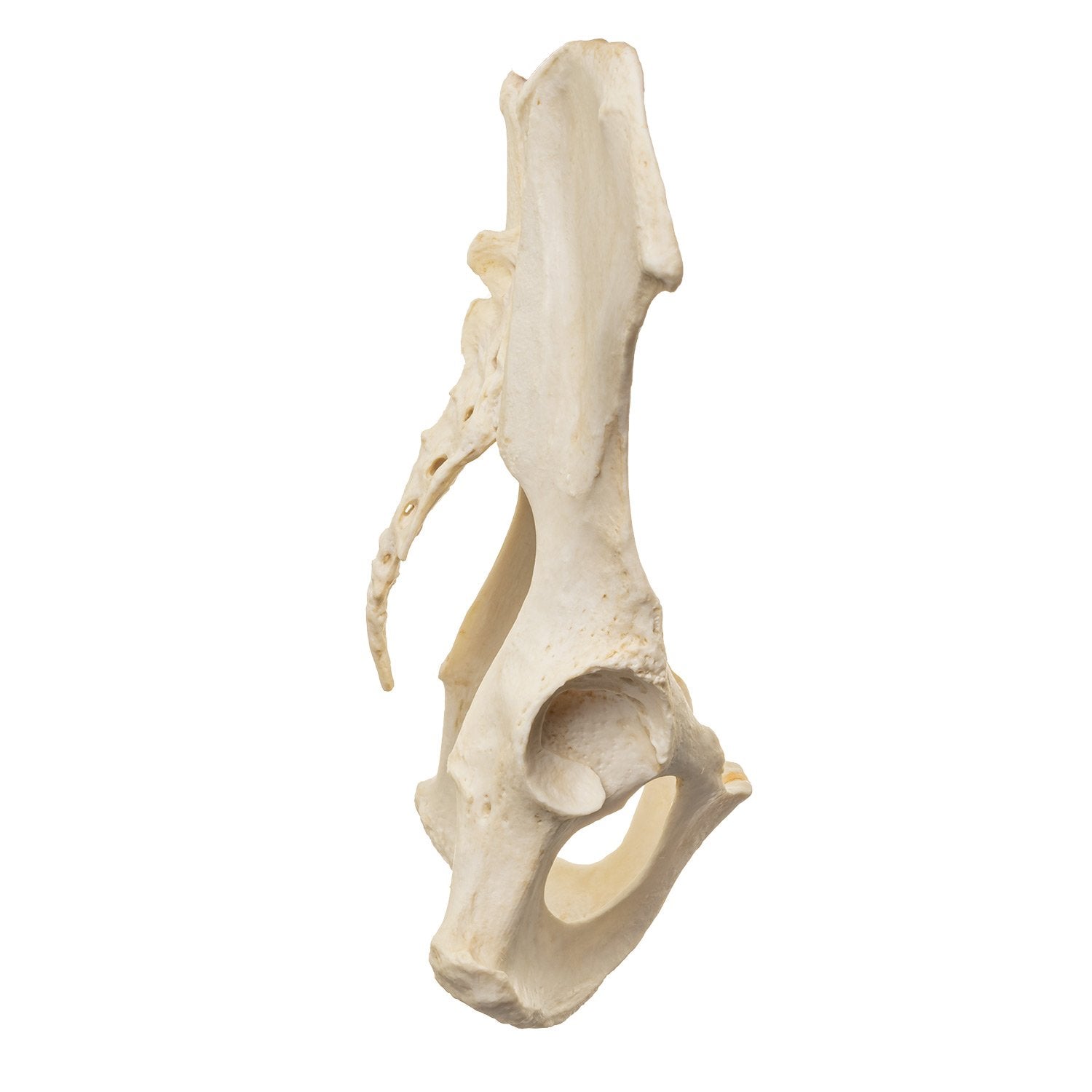 Authentic Replica Male Chimpanzee Pelvis and Femur Bone Model - Perfect for Anatomy Study, Biology Classroom Teaching & Science Education Display