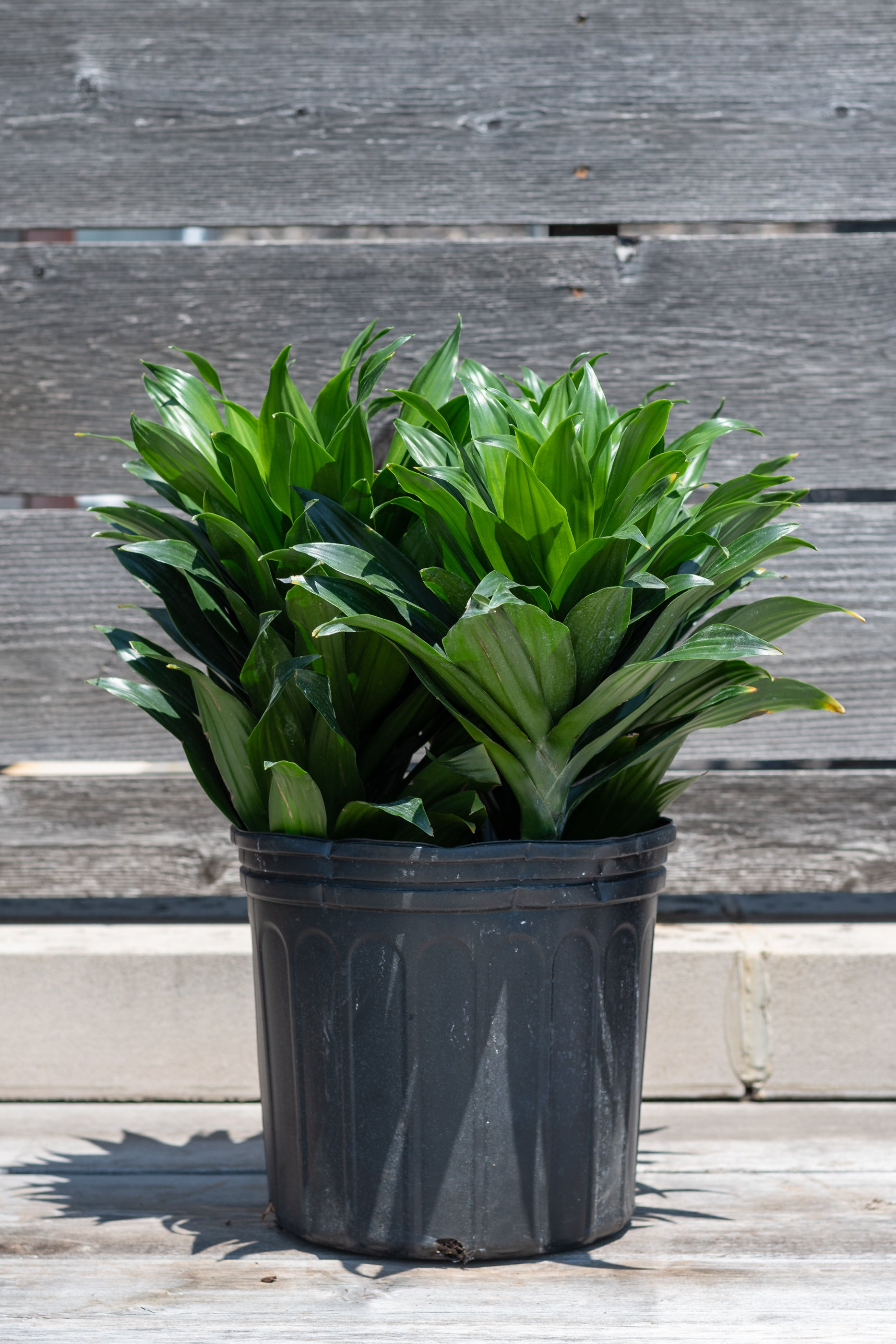 Dracaena 'Janet Craig Compacta' Indoor Plant - 10 Pack for Home & Office Decor | Low Light Houseplants for Living Room, Bedroom, and Workspace