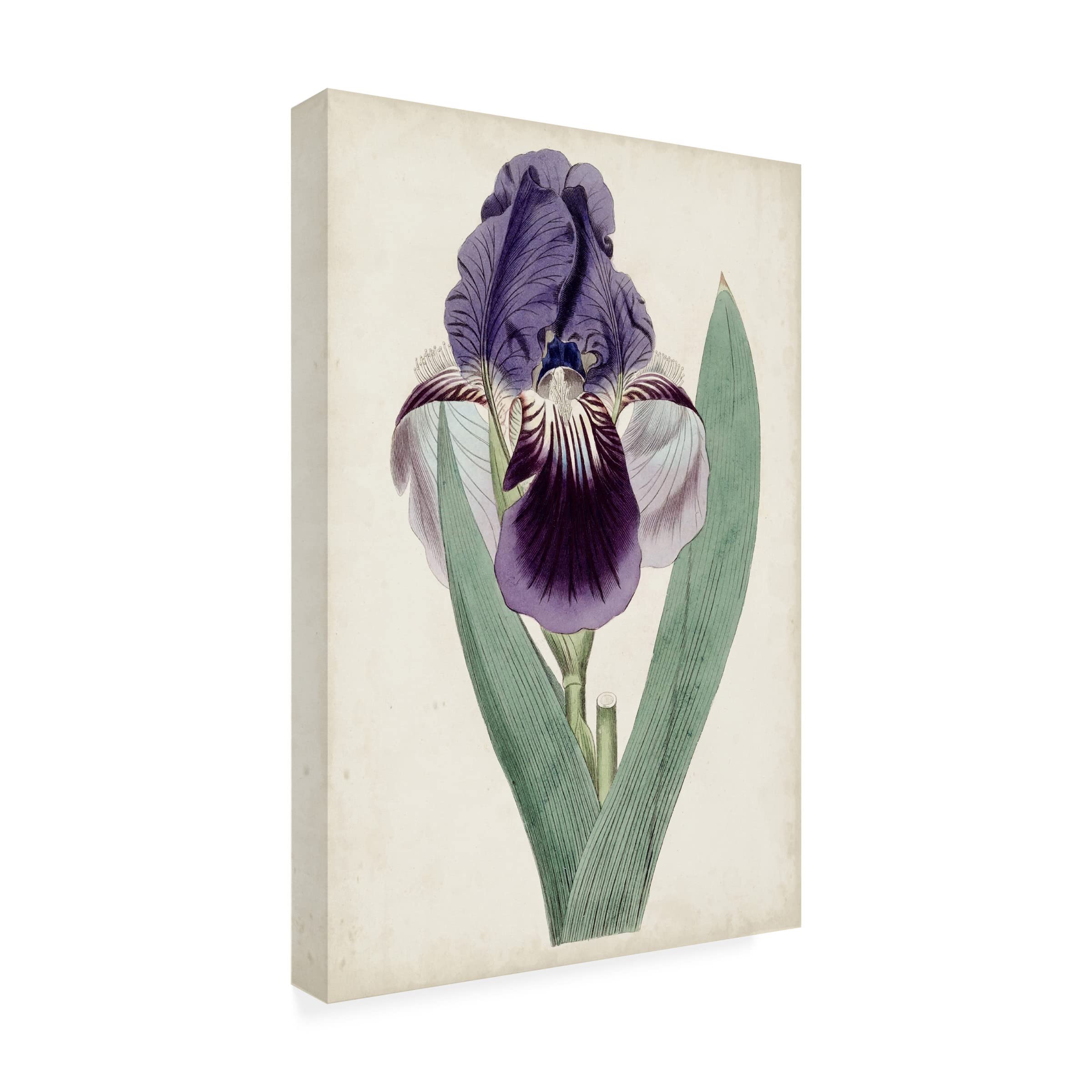 Trademark Fine Art 'Garden Gems VI' Canvas Wall Art by Curtis - Vibrant Floral Painting for Living Room, Bedroom & Office Decor