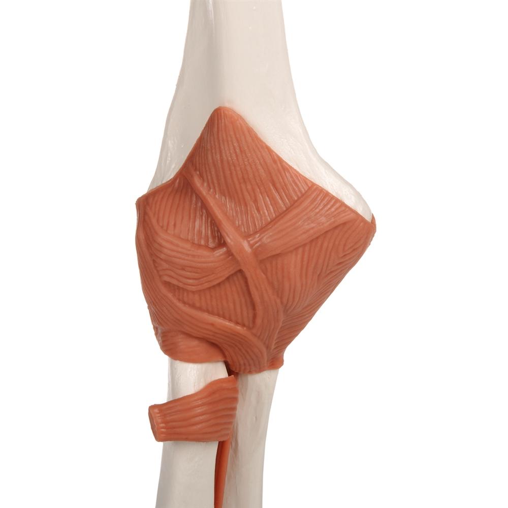 Functional Elbow Joint Model - Anatomical Medical Demonstration Tool for Students & Professionals | Ideal for Classroom, Lab & Physical Therapy Training