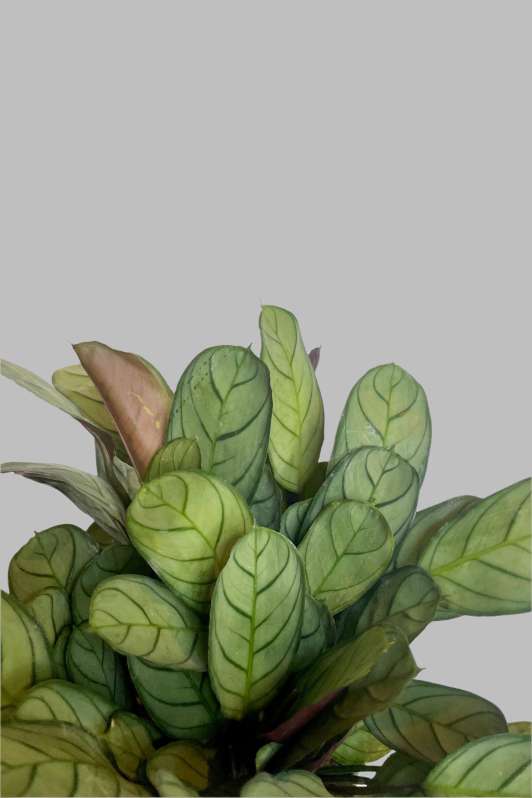 Ctenanthe Burle Marxii 'Amagris' - 4 Inch Live Prayer Plant for Home & Office Decor | Low Light Indoor Houseplant for Bedroom, Bathroom, and Living Room