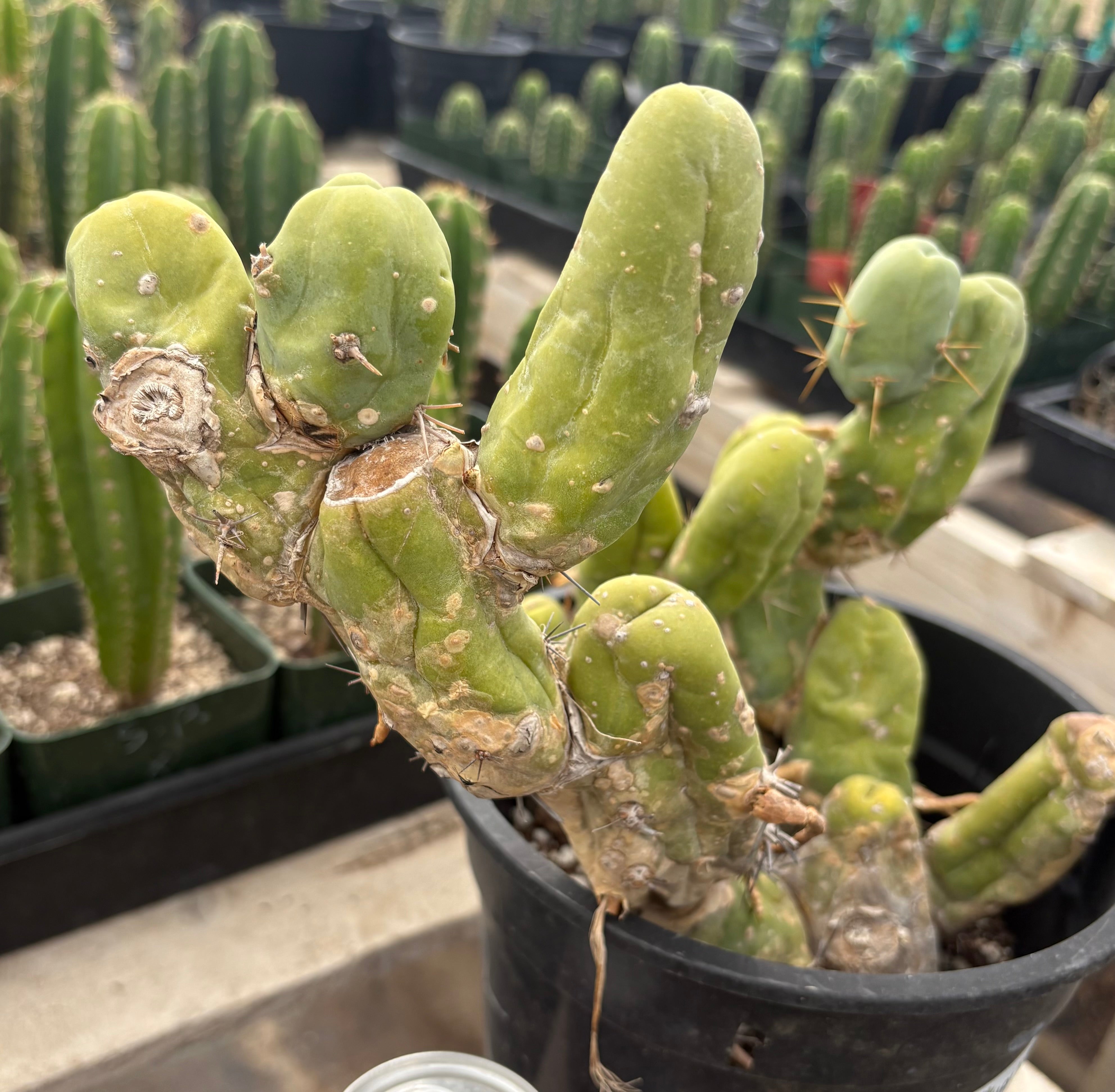 EC168 EXACT Trichocereus Bridgesii TBM Cactus - Rare Ornamental Succulent Plant for Home Decor, Office Desk & Garden Landscaping