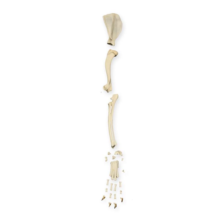 Real Domestic Dog Forelimb - High-Quality Canine Anatomy Model for Veterinary Students & Pet Owners | Perfect for Veterinary Education, Dog Training, and Pet First Aid