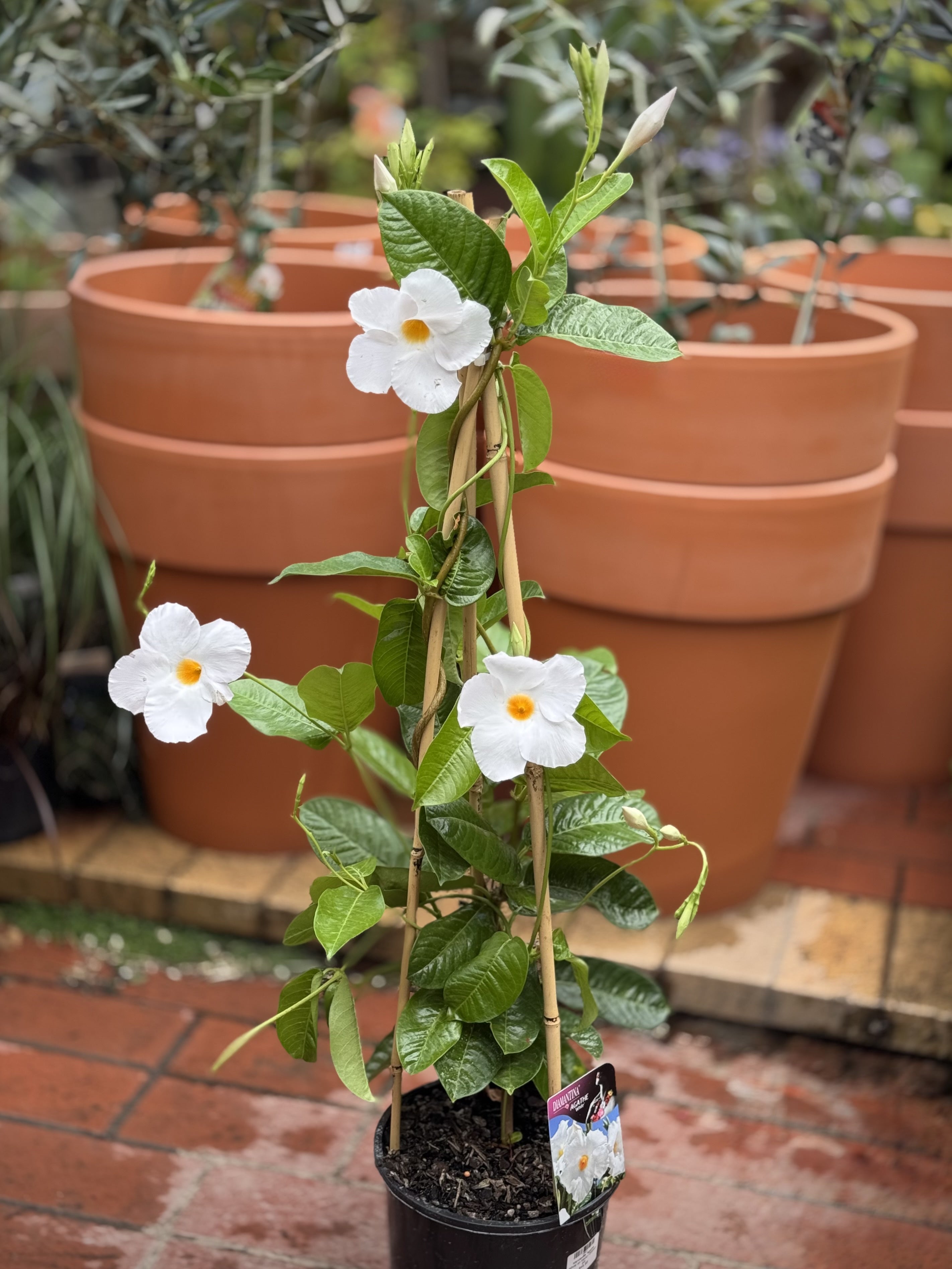 Mandevilla Sanderi 'Agathe White' Climbing Vine Plant on Decorative Tripod Stand - Perfect for Patio, Garden Trellis, and Indoor Home Decor