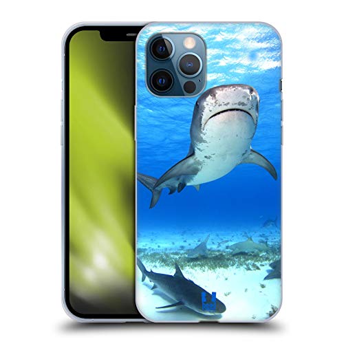 Tiger Shark