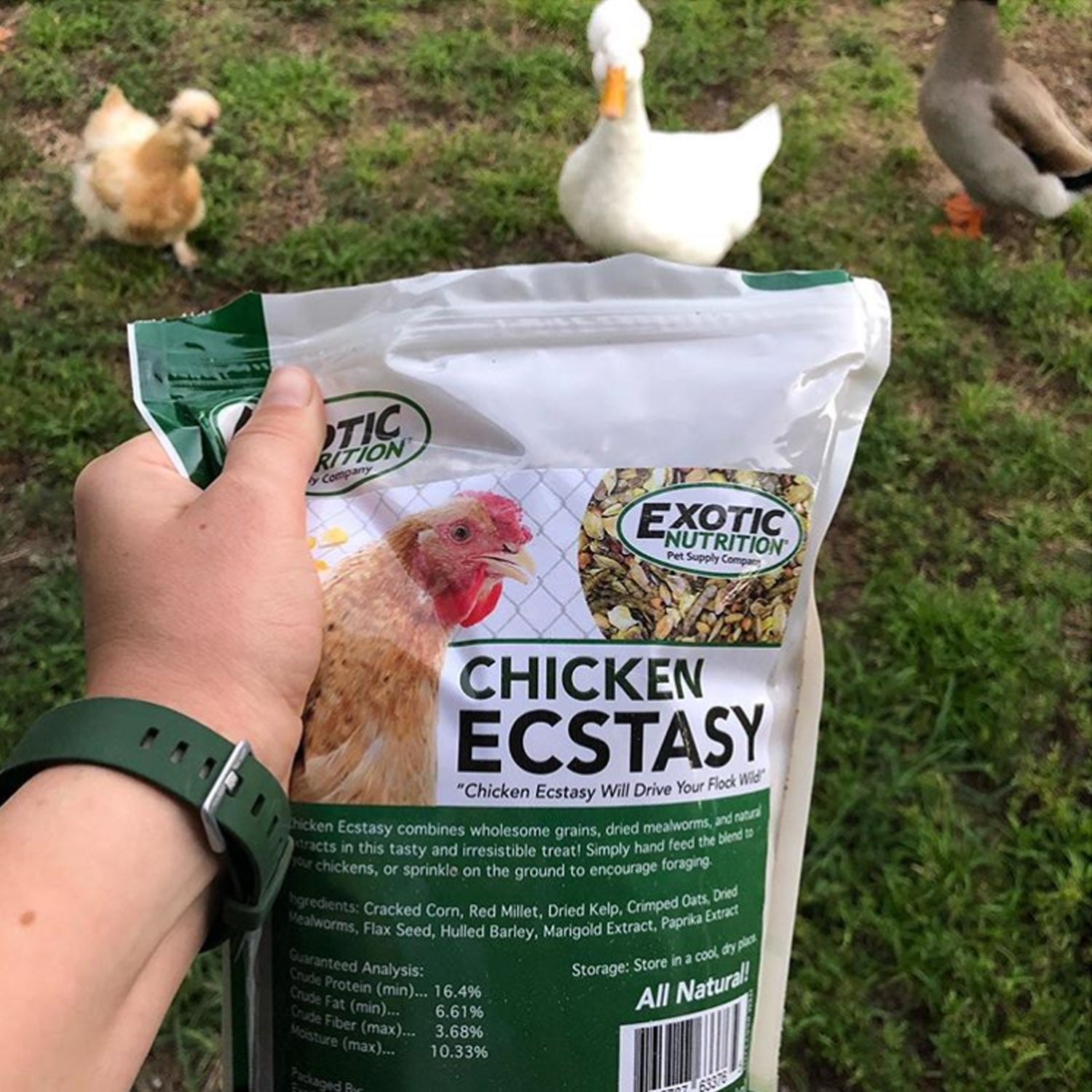 Chicken Ecstasy - Premium Chicken Treats for Dogs & Cats - Healthy, Natural Pet Snacks - Perfect for Training, Rewards & Bonding with Your Pet
