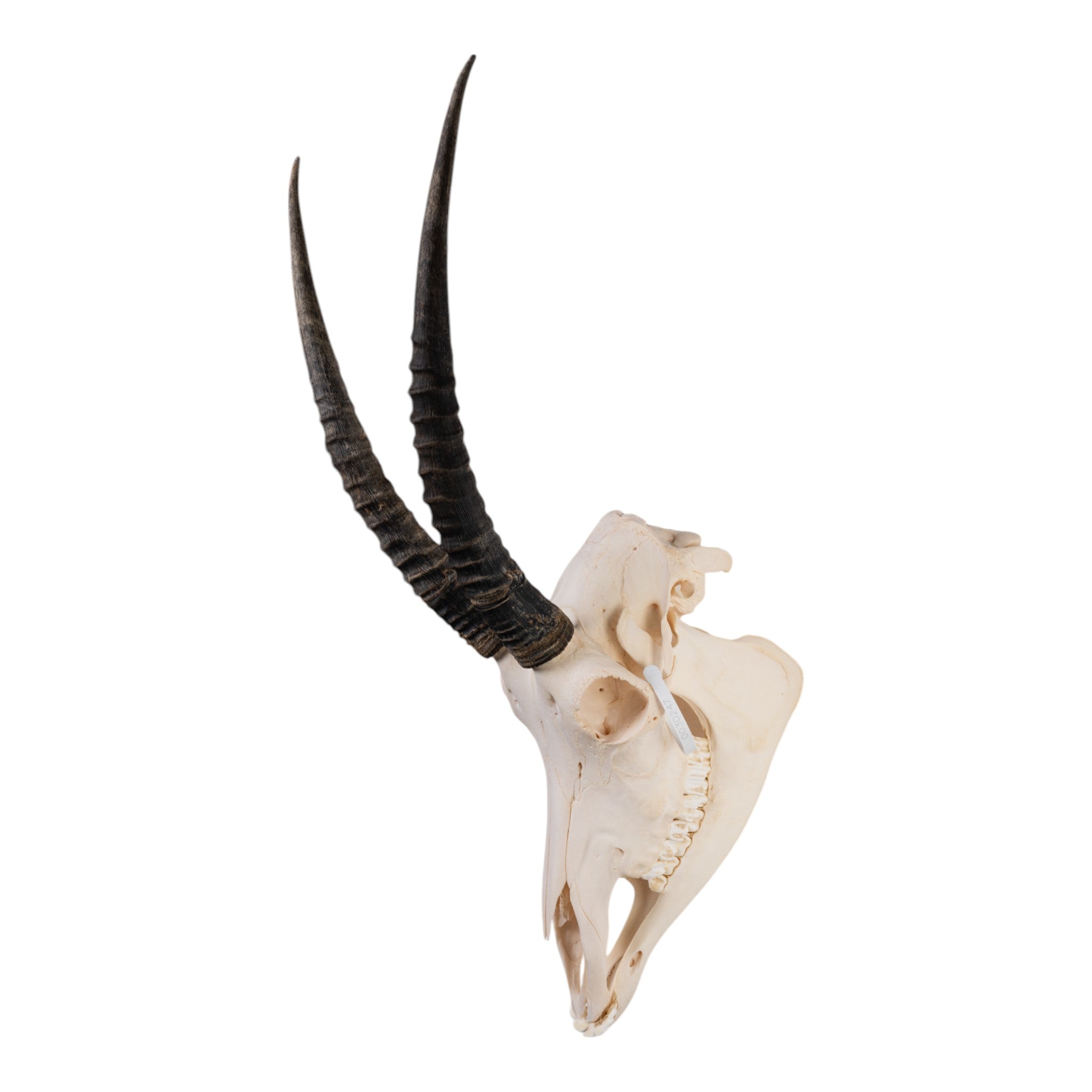 Authentic Sable Antelope Skull - Taxidermy Decor for Hunting Lodge, Cabin, or Gothic Home Decor - Unique Wildlife Trophy for Wall Mount Display