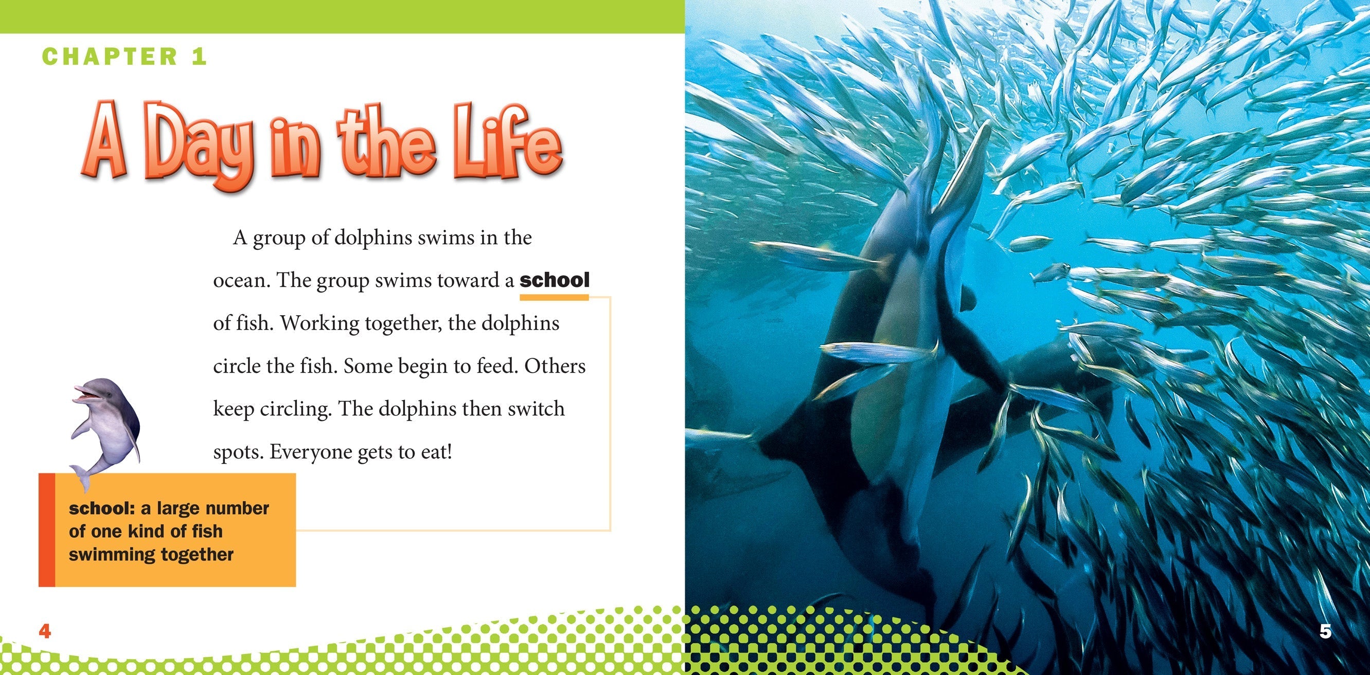 Dolphins Book - 9781623104498 | Marine Life Educational Guide for Kids & Adults | Perfect for School Projects & Ocean Enthusiasts