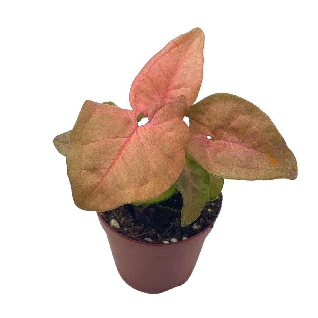 Syngonium Pink Strawberry Live House Plant - Well Rooted Starter in 2 Inch Pot | Perfect for Home Decor, Office Desk & Indoor Gardening