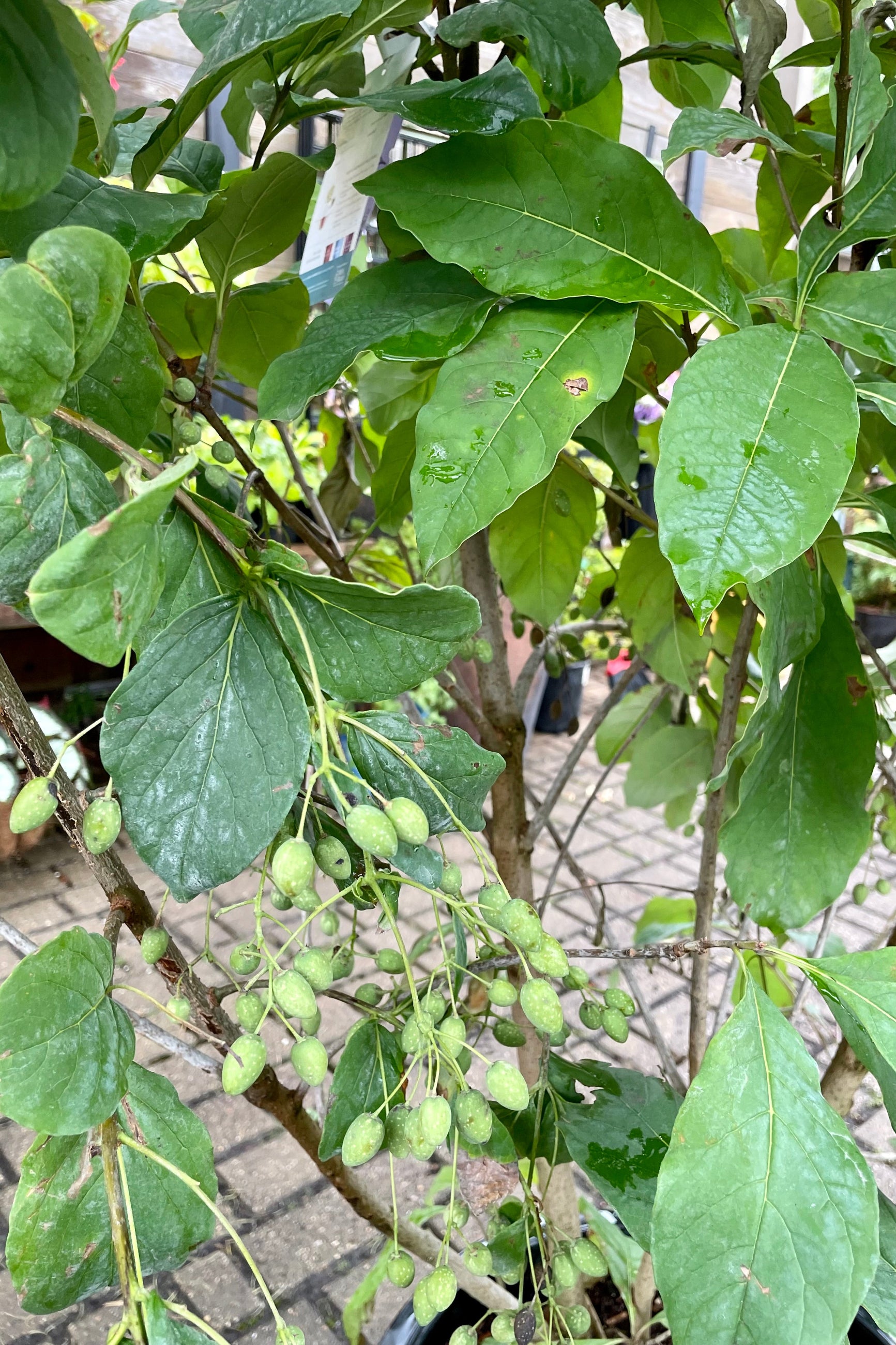 Chionanthus virginicus (White Fringetree) #10 Live Plant - Fragrant Spring Blooms, Fall Berries | Perfect for Landscaping, Gardens & Pollinator-Friendly Yards