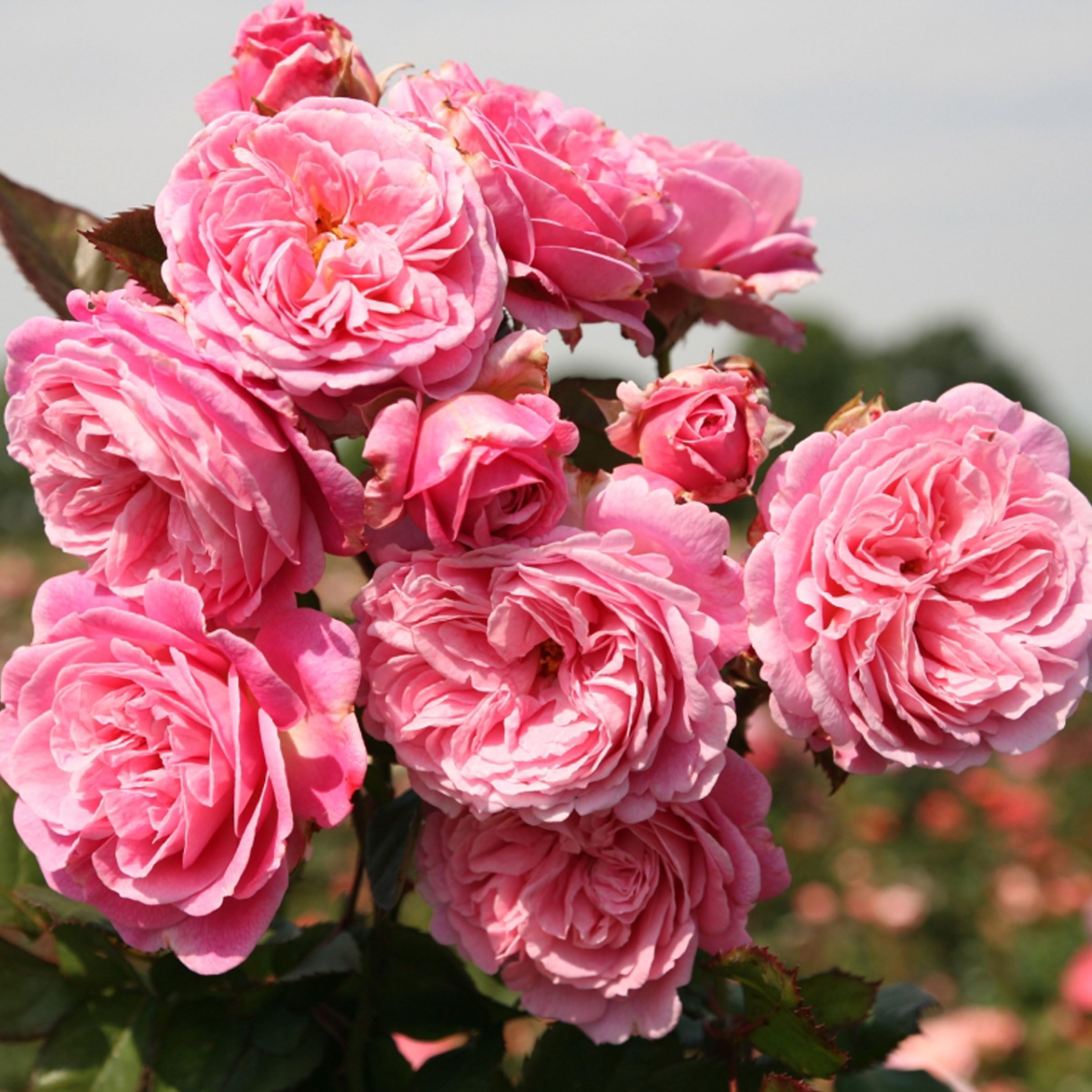 Summer Romance Rose Plant 1.5 Gallon Potted - Fragrant Pink Floribunda Roses | Heavy Reblooming, Own Root | Perfect for Cut Flowers, Garden Borders & Romantic Landscaping