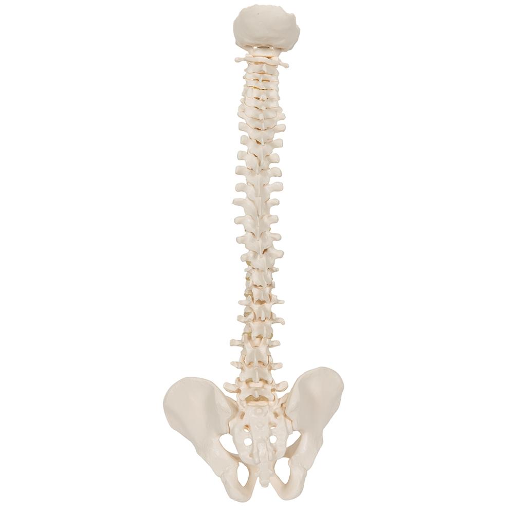 Flexible Mini Spinal Column Model - Anatomical Spine Teaching Tool for Medical Students & Chiropractors - Perfect for Classroom, Clinic & Study Use