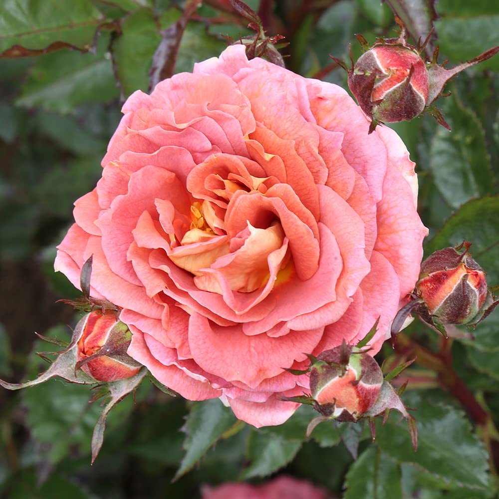 Heirloom Roses - Iris Webb Orange Floribunda Rose Bush, Live Outdoor Plant for Garden Landscaping & Home Decoration | Perfect for Flower Beds, Borders & Container Gardening