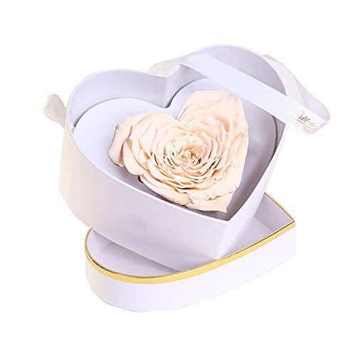 Luxury Preserved Roses in a Box - Long Lasting Real Touch Flowers 'Royal Heart' Champagne Color - Perfect for Anniversary Gifts, Valentine's Day, Wedding Decor & Home Decoration