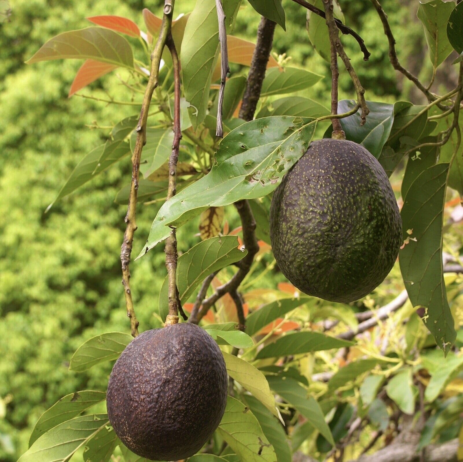 HASS Avocado Tree - Live Big Fruit Plant 12