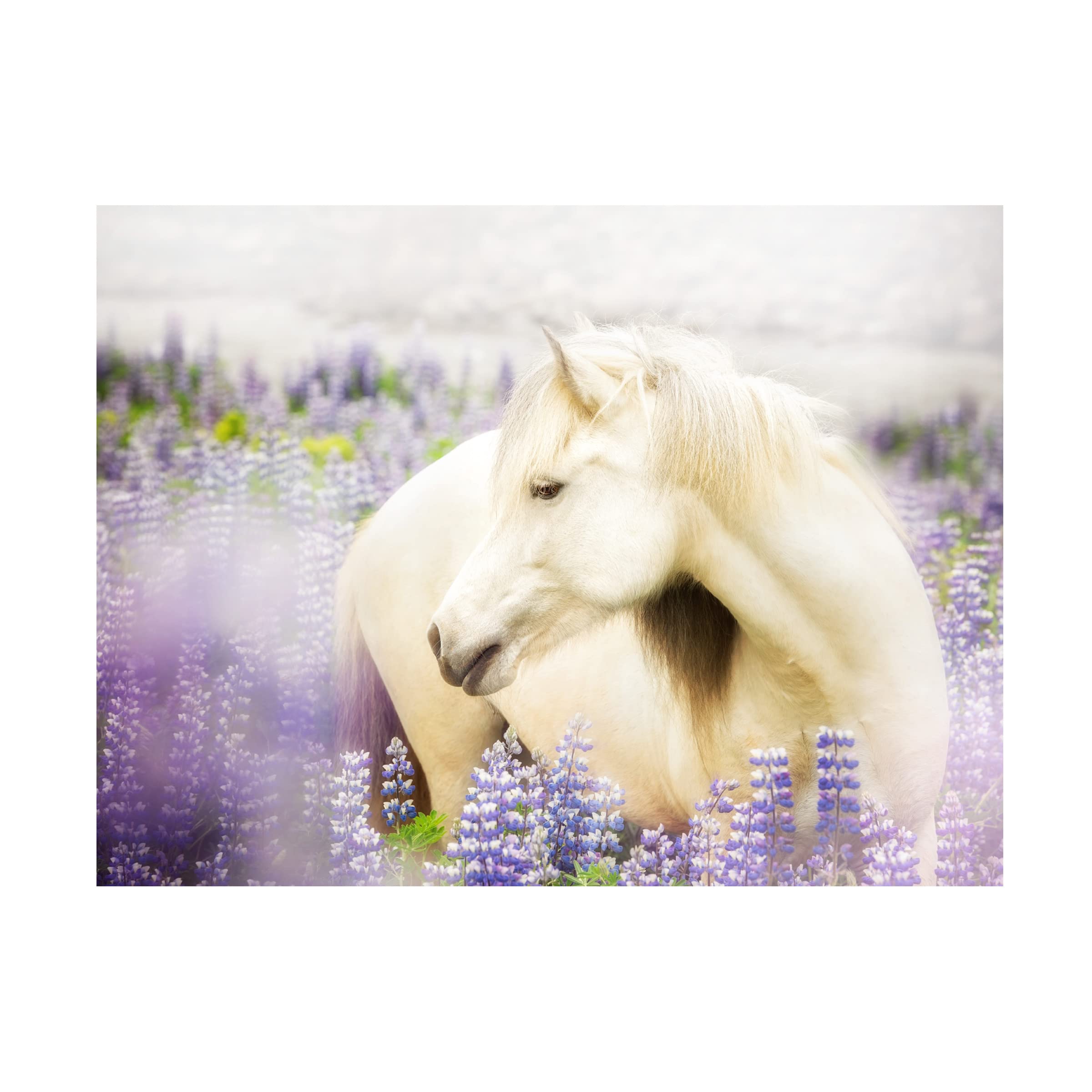 Trademark Fine Art 'Horse in Lavender III' by PHBurchett - 14x19 Inch Stretched Canvas Wall Art - Perfect for Living Room, Bedroom & Office Decor