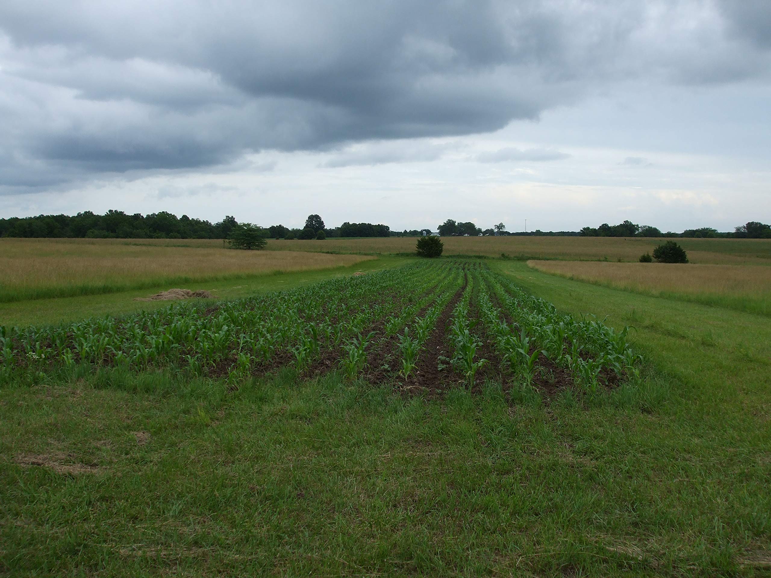 Reid's Yellow Dent Field Corn Seeds - Non-GMO, Open Pollinated, 100 Seeds for Planting - USA Grown - Perfect for Home Gardens, Farming & Sustainable Agriculture
