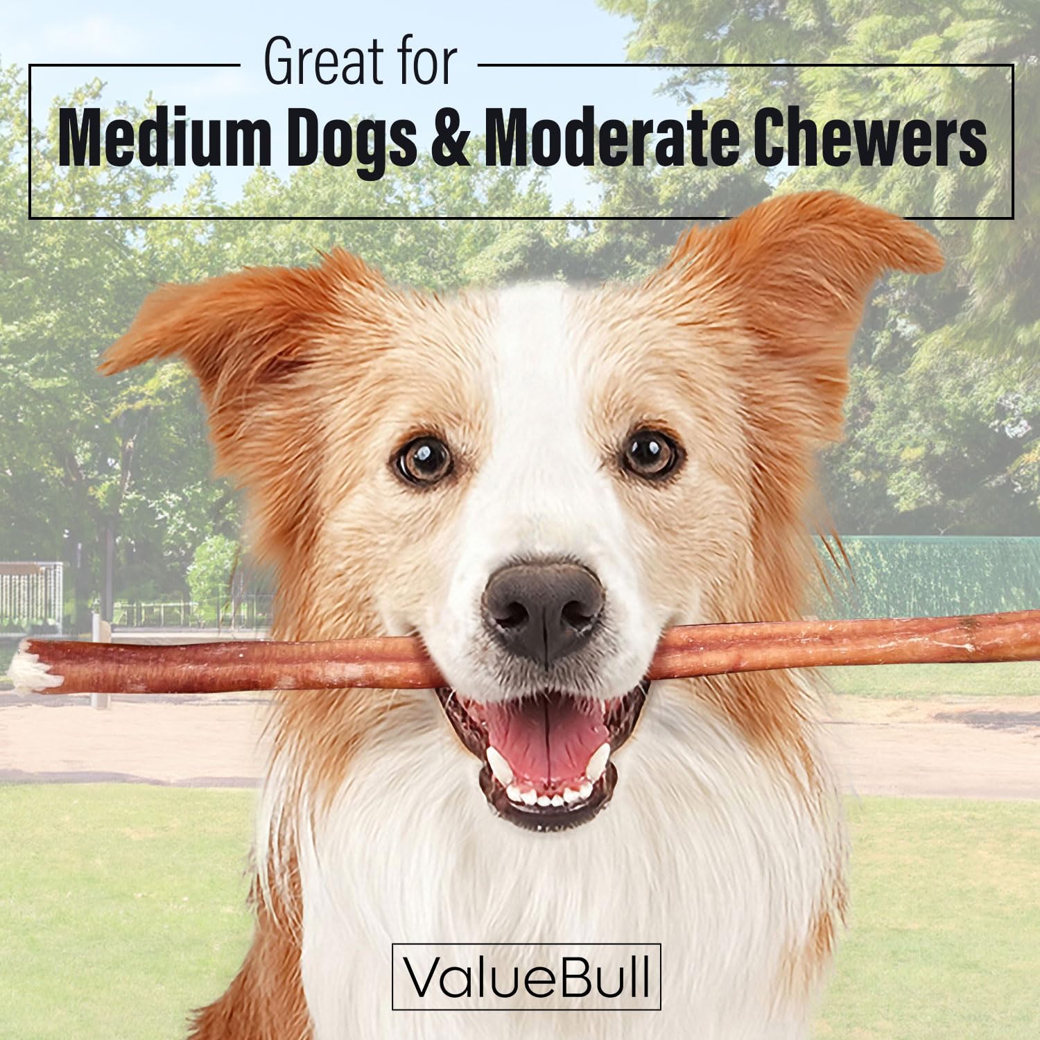 ValueBull Natural Bully Sticks for Dogs - 12 Inch Medium Size, 25 Count, 100% Beef Pizzle Dog Treats, Single Ingredient Rawhide Alternative - Perfect for Training, Chewing & Dental Health