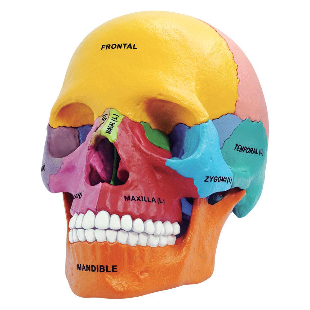 4D Didactic Exploded Skull Interactive Model - Human Anatomy Learning Tool for Medical Students & Science Enthusiasts - Perfect for Classroom, Study & Medical Training