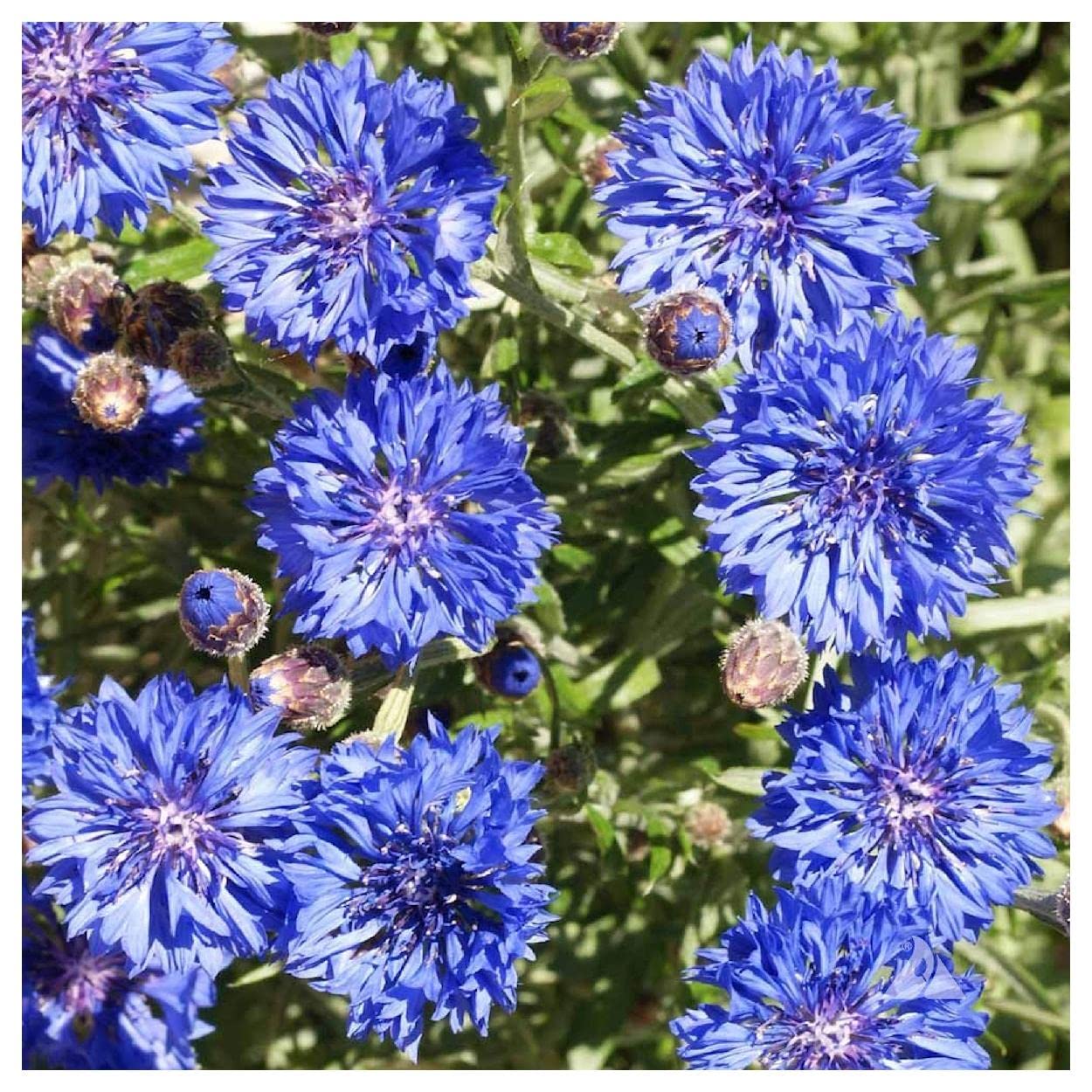 500 Dwarf Blue Cornflower Wildflower Seeds - Premium Non-GMO Garden Seeds for Pollinator Gardens, Landscaping & Cut Flowers - Everwilde Farms Gold Vault Jumbo Seed Packet