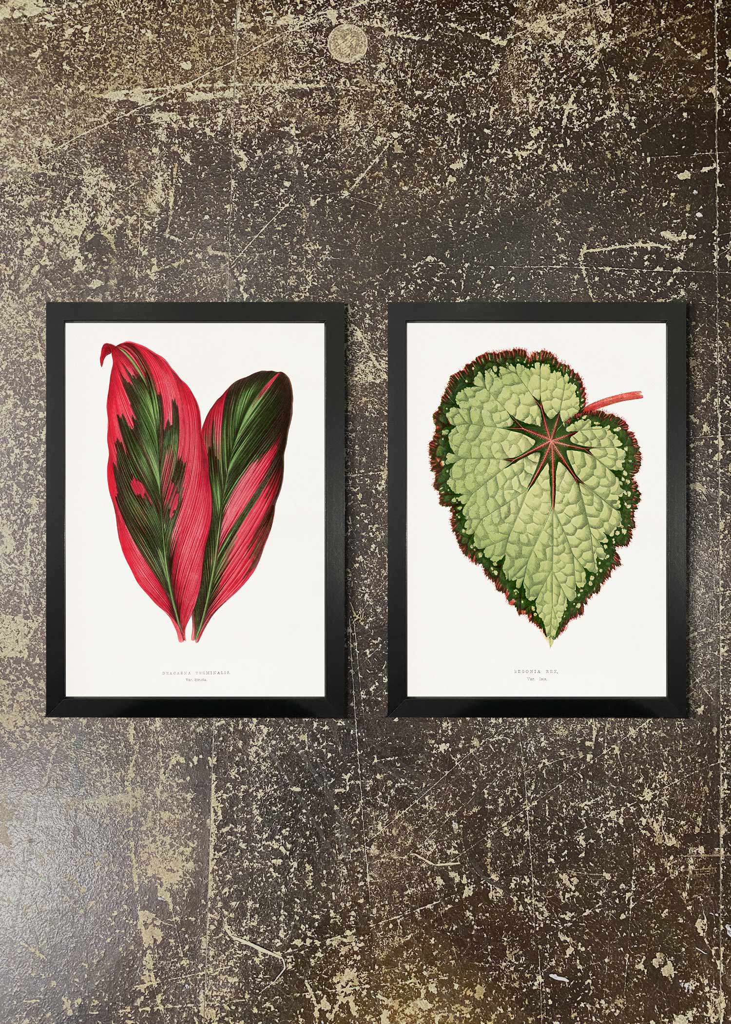 2 Premium Botanical Leaf Prints with Frames - Nature Wall Art Decor for Living Room, Bedroom & Office - Ready to Hang Home Decoration