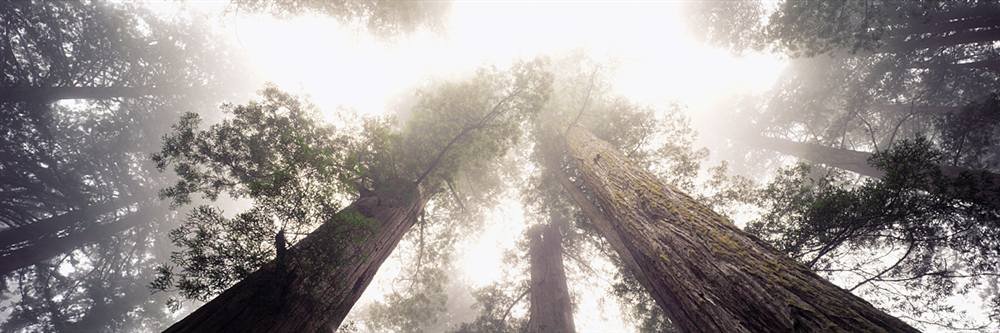 Peel & Stick Wall Mural - Low Angle View of Redwood Trees Forest (54