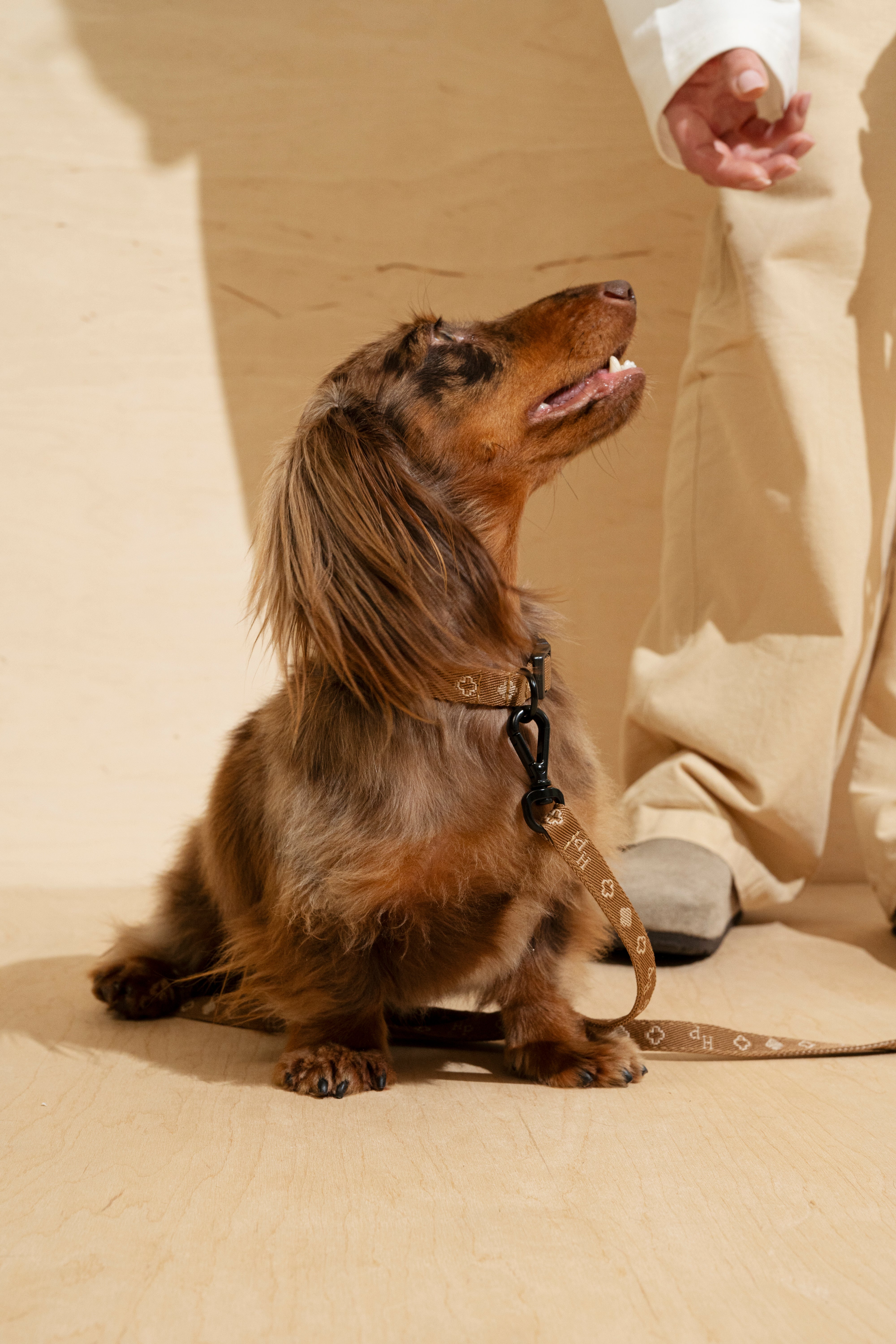 Companiony Mini Dog Leash and Collar Set - Adjustable, Durable & Comfortable Pet Walking Accessories for Small Dogs - Perfect for Daily Walks, Training & Outdoor Adventures