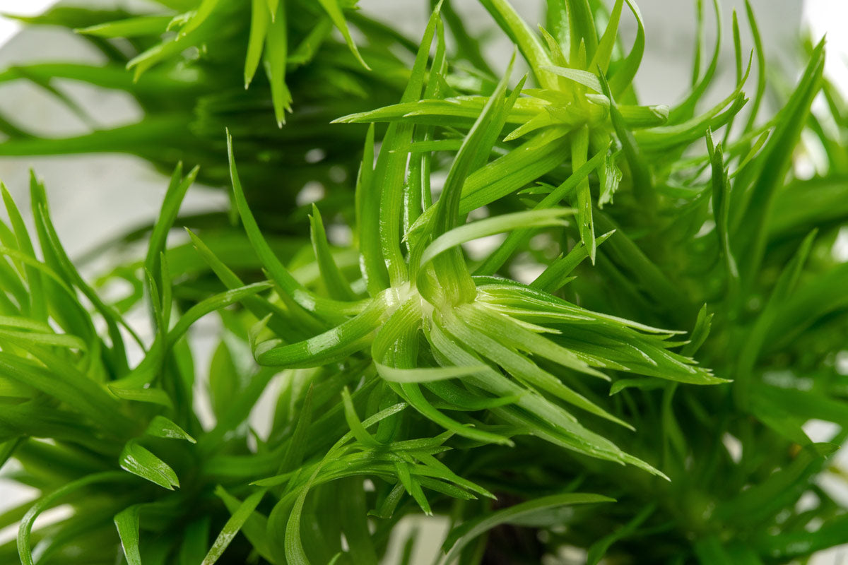 Eriocaulon Buergerianum Aquatic Plant for Freshwater Aquariums - Perfect for Aquascaping, Fish Tanks & Aquatic Gardens