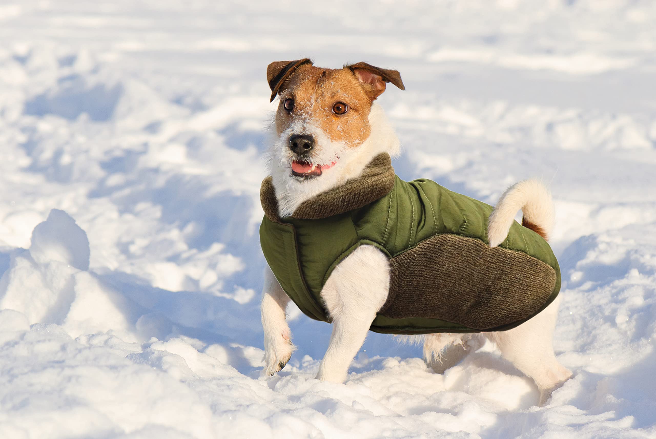 Extra Large Olive Puffy Coat with Sweater Trim for Dogs - Warm Winter Dog Jacket for Outdoor Walks and Cold Weather Protection