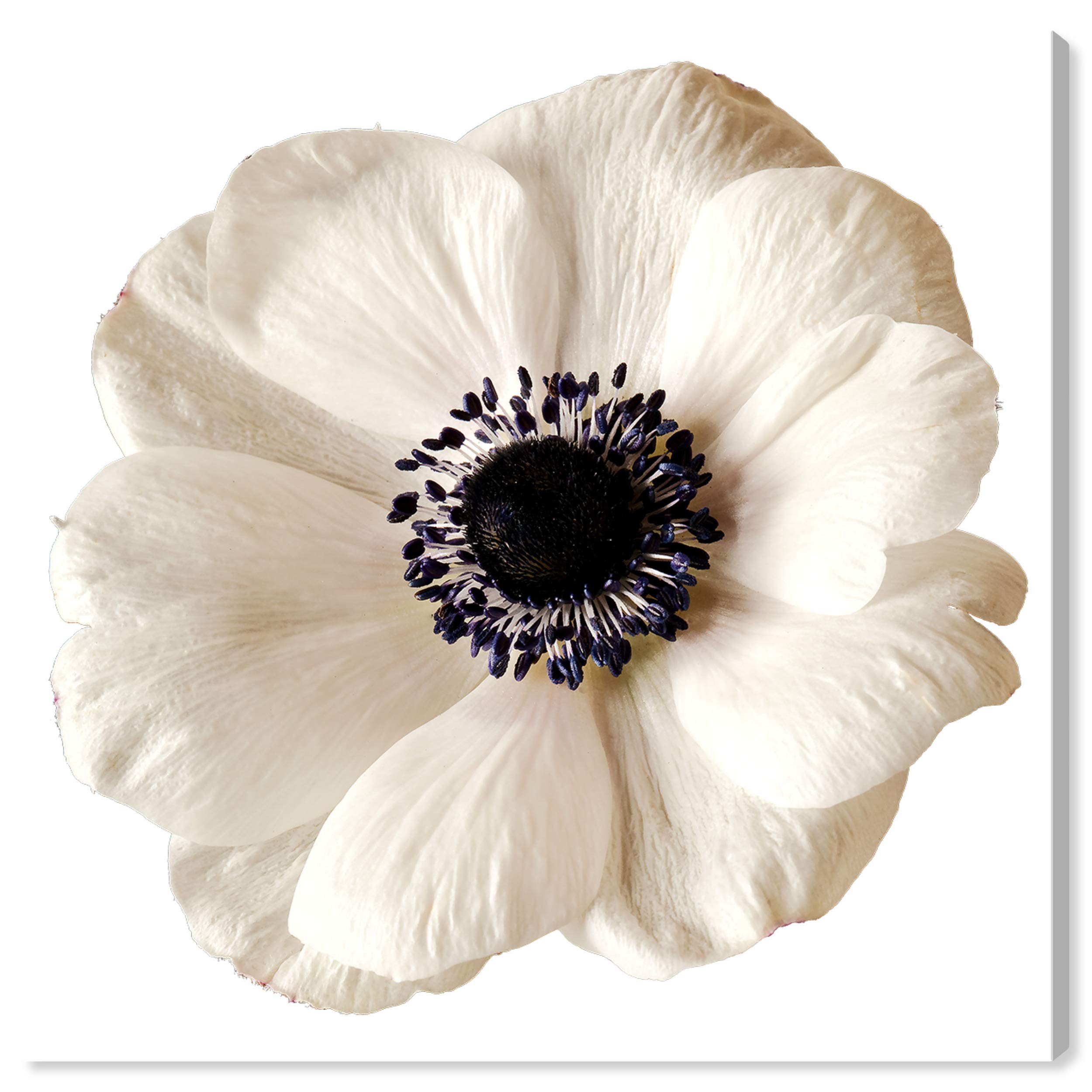 Oliver Gal Artist Co. Floral Wall Art Canvas Prints - 'White Floral' Botanical Home Decor for Living Room, Bedroom & Office