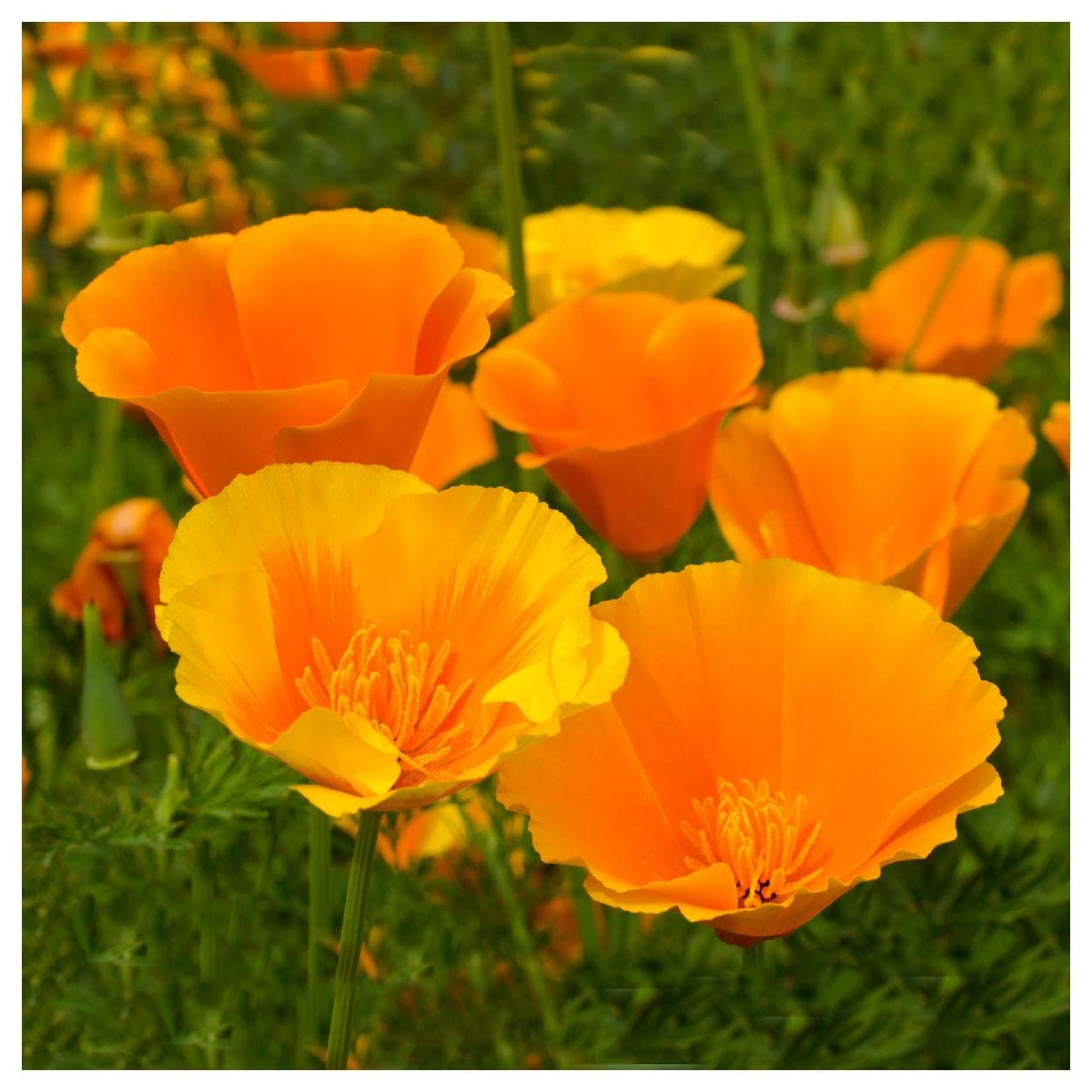 Everwilde Farms - 1000 Orange California Poppy Native Wildflower Seeds - Gold Vault Jumbo Seed Packet for Gardening, Landscaping & Pollinator Gardens