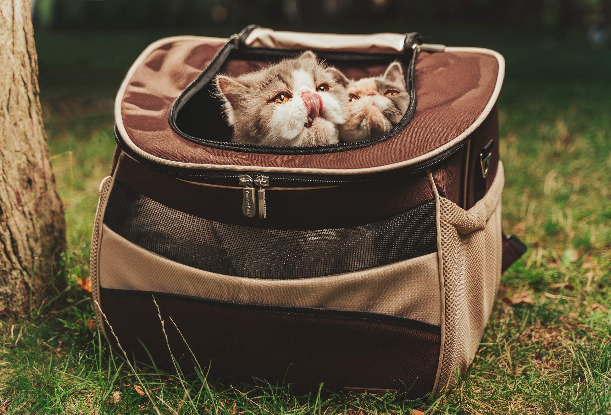EVA Pet Travel Backpack for Small Dogs & Cats - Lightweight Airline Approved Carrier with Ventilation (2160-Black-S) - Perfect for Air Travel, Hiking & Outdoor Adventures
