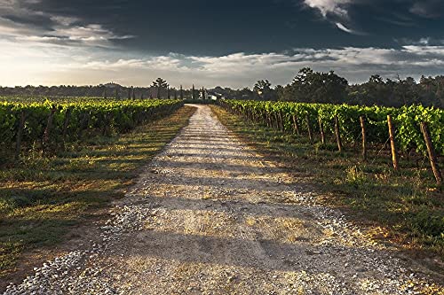 1000 Piece Jigsaw Puzzles for Adults - Scenic Road Vineyard Landscape - Educational Brain Teaser & Stress Relief Toy - Fun Family Game Night Activity - Perfect for Relaxation, Cognitive Training & Home Decor