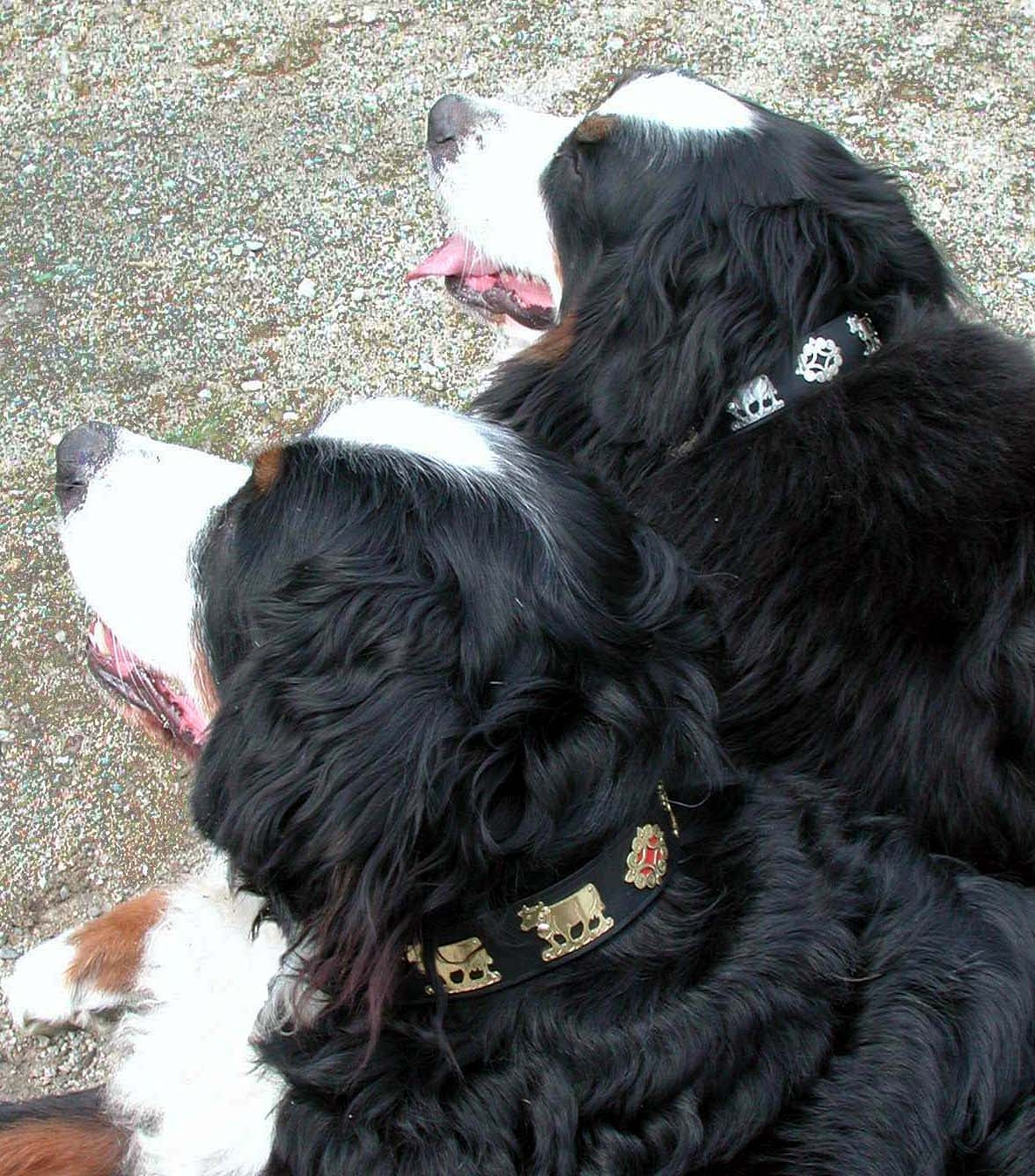 Premium 1 1/4 Inch Medium Swiss Dog Collar - Contemporary Design for Small to Medium Dogs - Perfect for Daily Walks, Training & Fashion Accessories