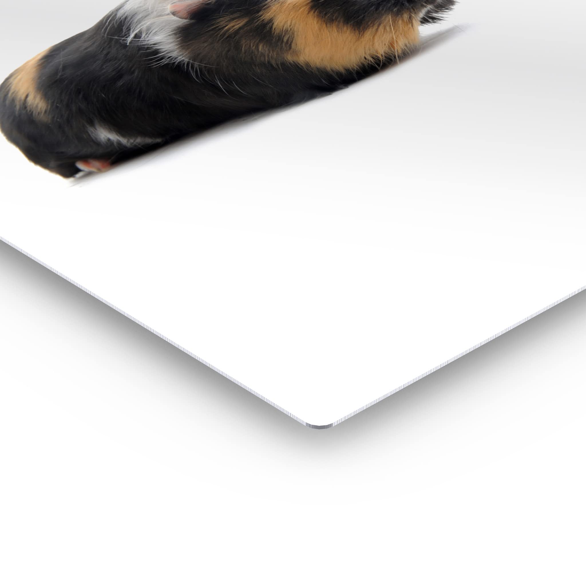 Smile Art Design Cute Black Guinea Pig Portrait Metal Wall Art Print - Pet Lover Gift, Rodent Decor for Office, Living Room, Bedroom, Nursery - Made in USA (17x11 in) - Perfect for Animal Lovers & Home Decor