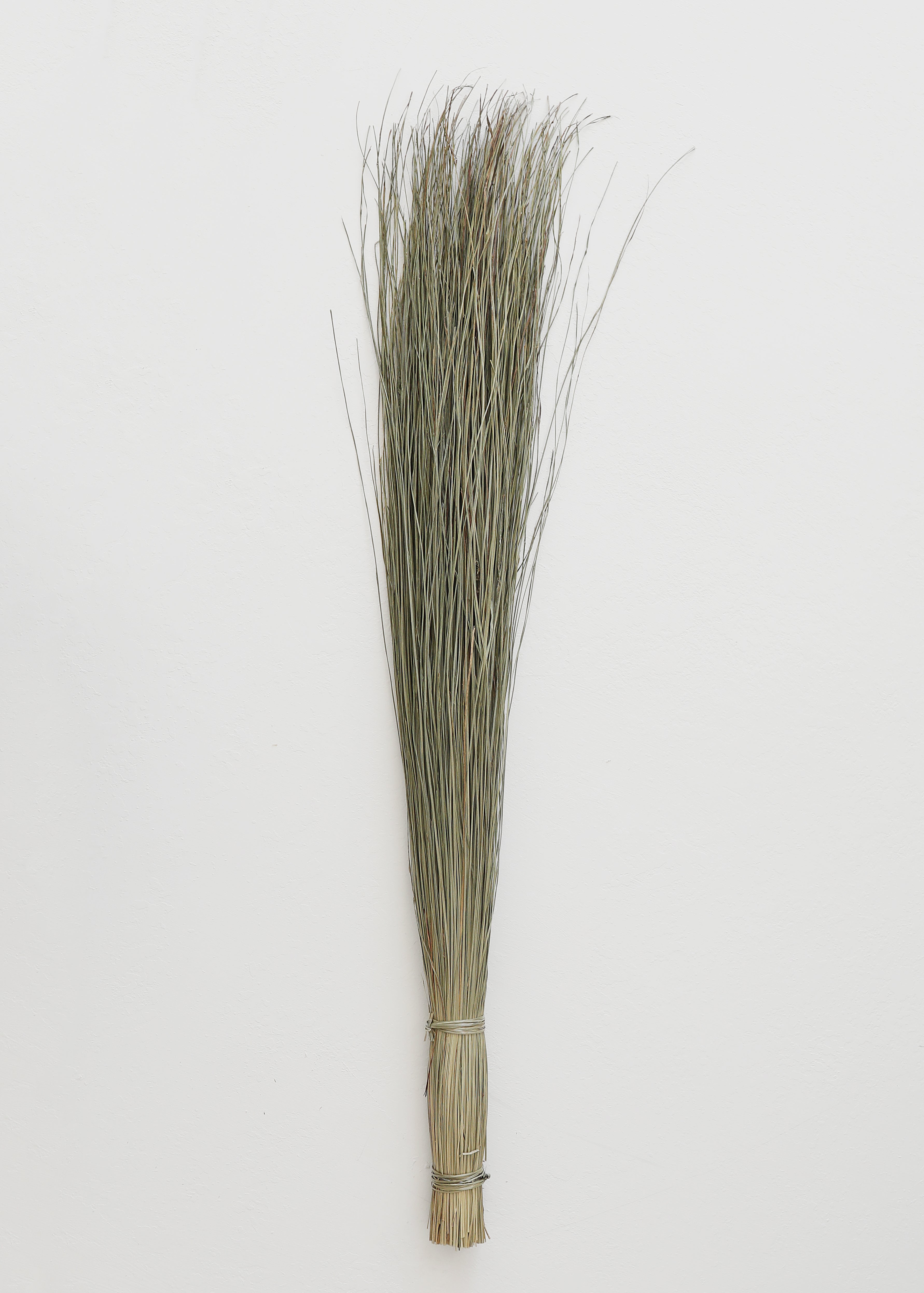 Preserved Coastal Dune Grass - 36 Pack of Natural Beach Grass for Erosion Control | Perfect for Coastal Landscaping, Sand Dune Restoration & Beachfront Property Protection