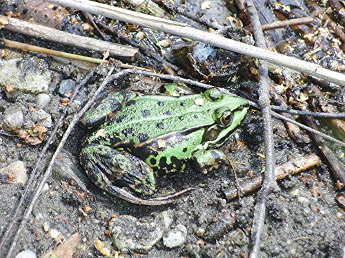 20x30 Inch Laminated Frog Poster - Vibrant Animal Nature Wall Art for Home & Office Decor - Perfect for Living Rooms, Bedrooms, Classrooms & Gifts