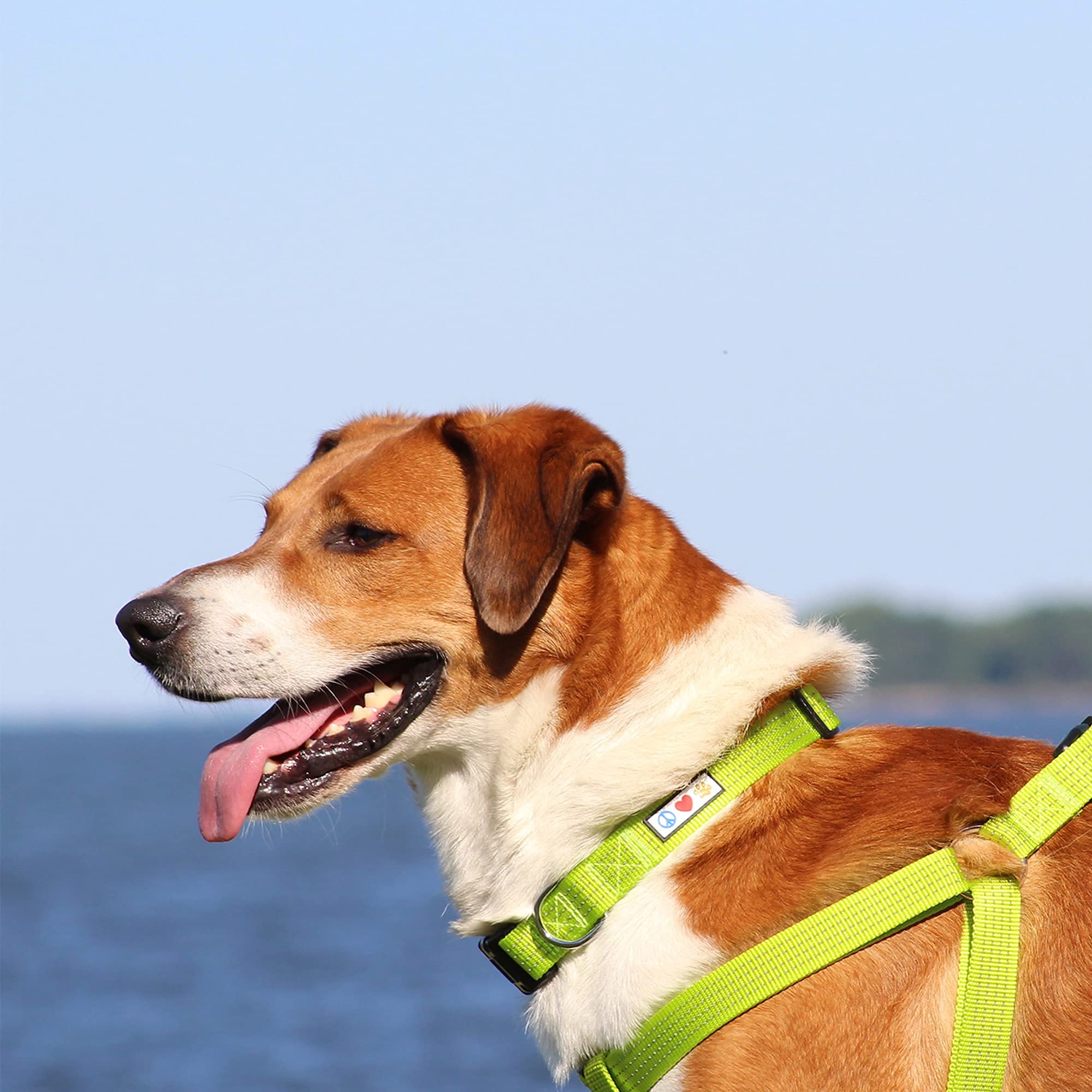 Pawtitas Reflective Dog Harness, Collar & Leash Set - Small & XS for Safety & Visibility | Perfect for Night Walks, Jogging & Outdoor Adventures (Red)