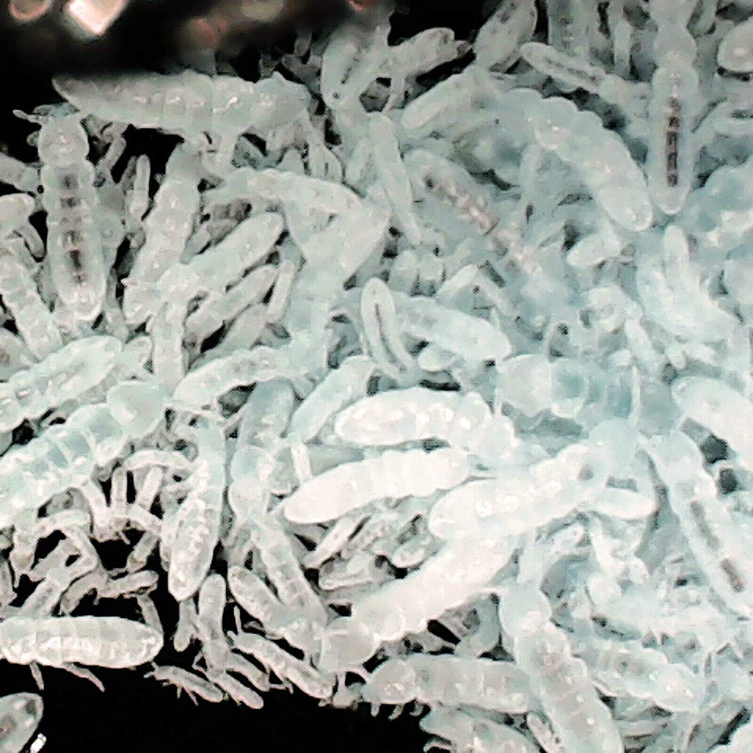 600+ Live Springtails - Large Established Bioactive Clean Up Crew for Terrariums & Vivariums (16oz) - Perfect for Reptile Tanks, Frog Habitats & Plant Terrariums
