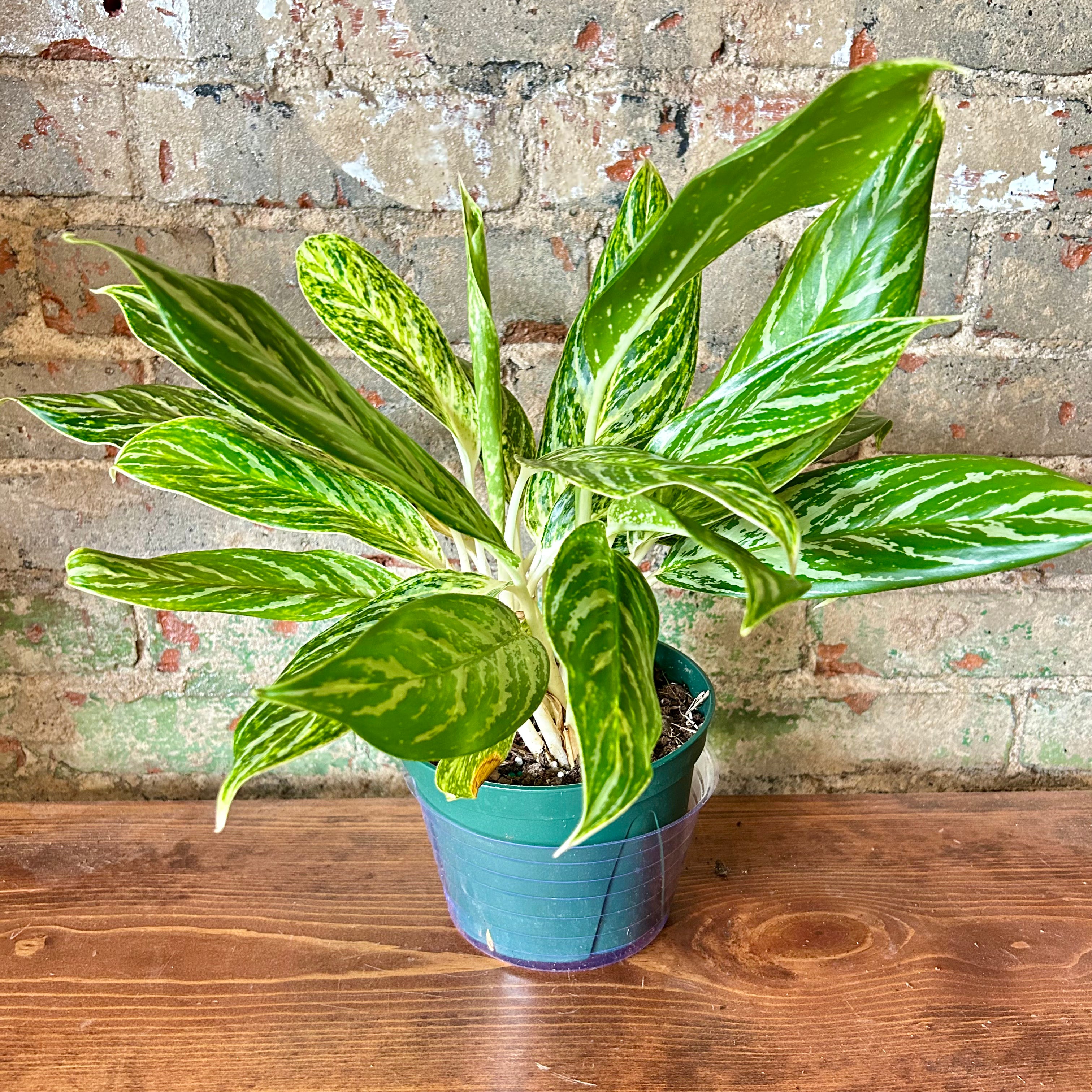 Aglaonema Gold Chinese Evergreen Medium Live Plant - Perfect for Home Office Decor & Indoor Houseplant Lovers