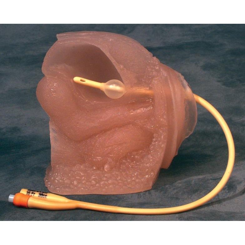 Female Catheterization Training Model with Portable Carrying Case - Ideal for Nursing Students & Medical Professionals Practice